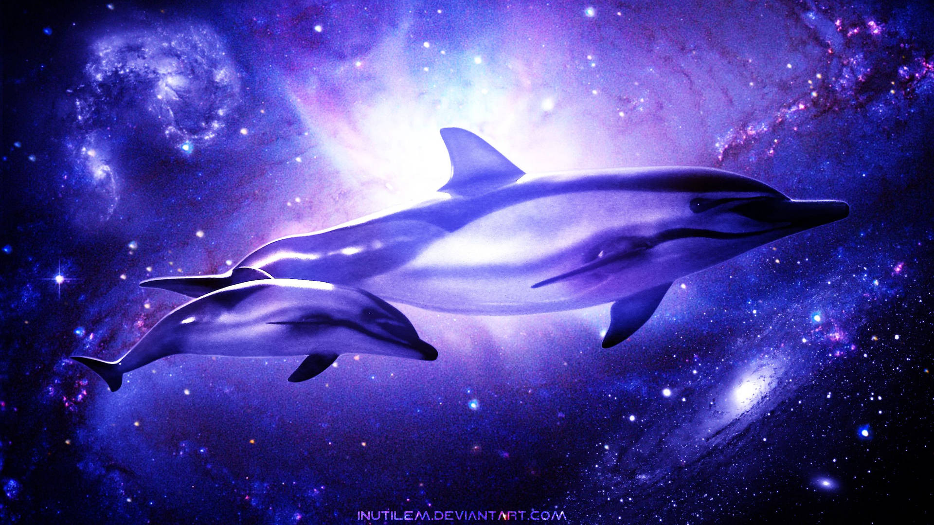 Dolphin 2732X1536 wallpaper