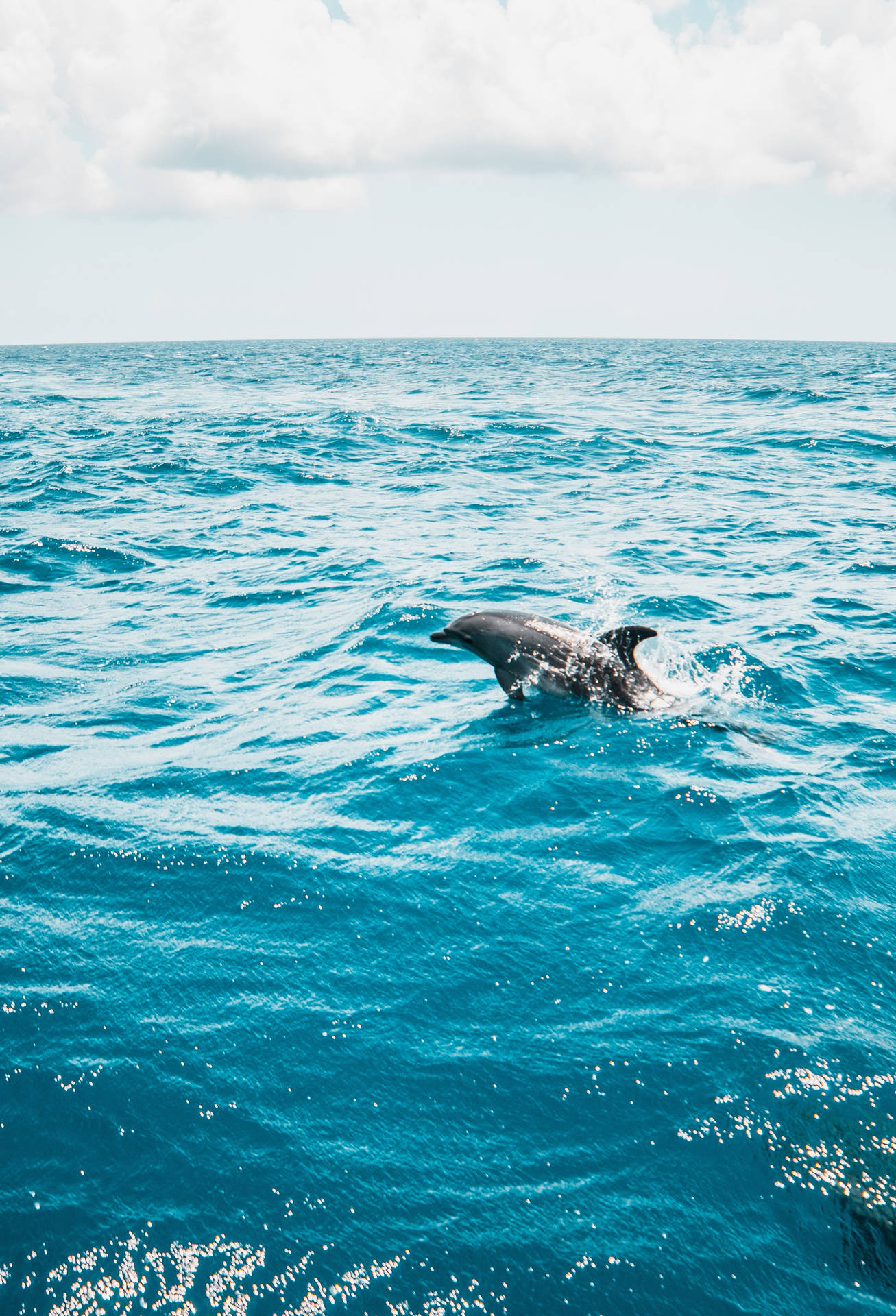 2785X4091 Dolphin Wallpaper and Background
