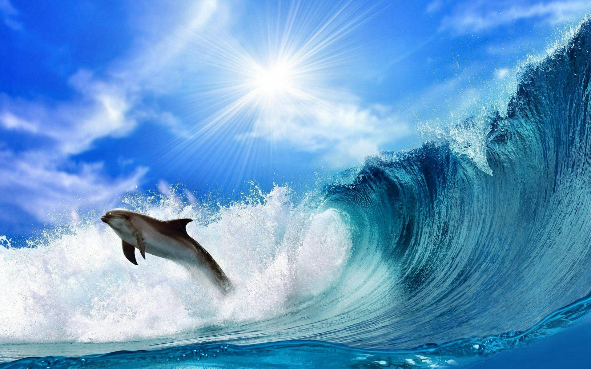 2880X1800 Dolphin Wallpaper and Background