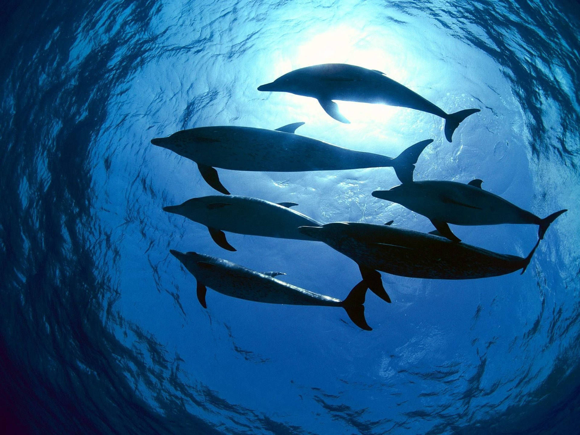 3000X2250 Dolphin Wallpaper and Background