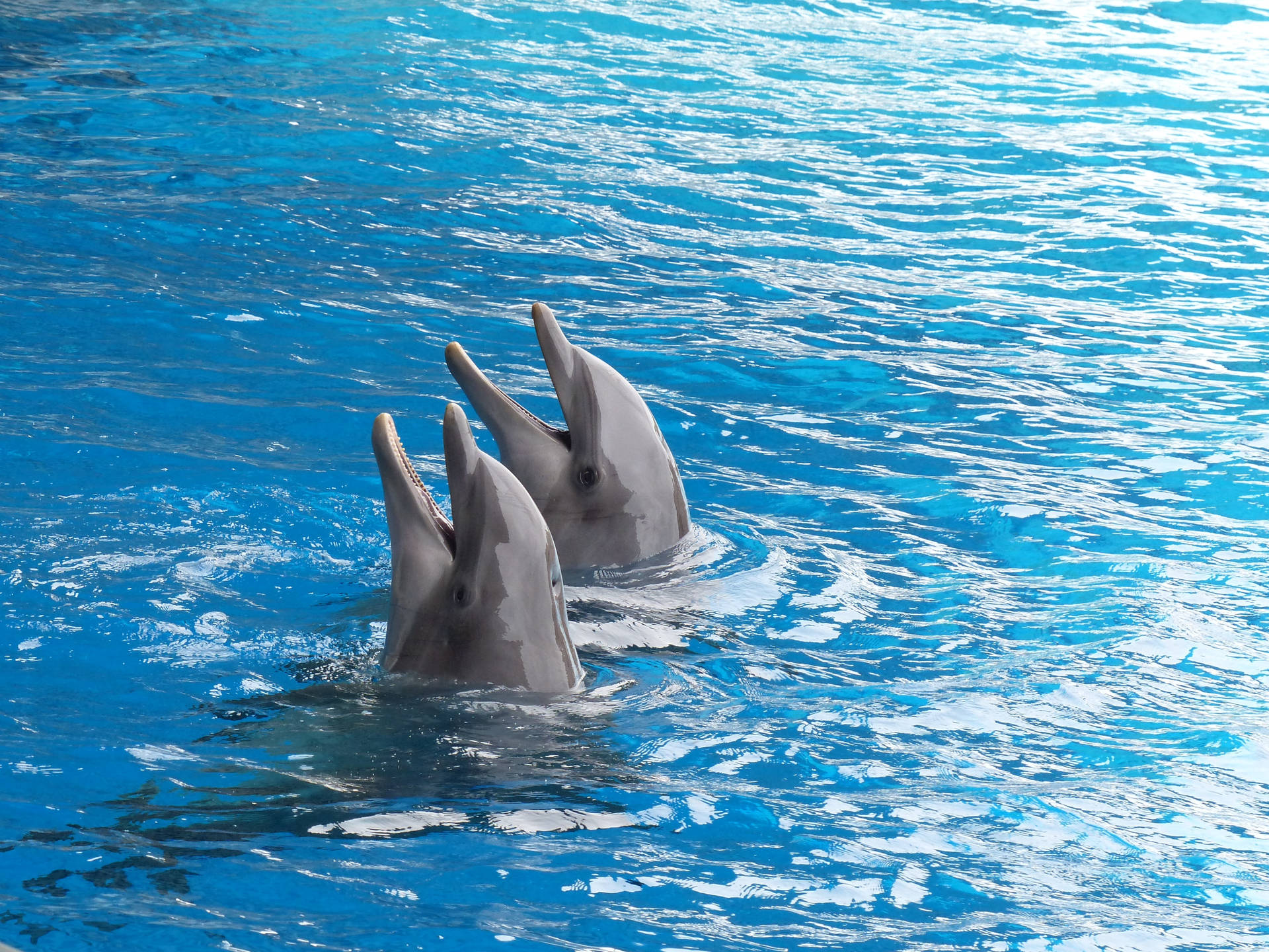 Dolphin 4000X3000 Wallpaper and Background Image