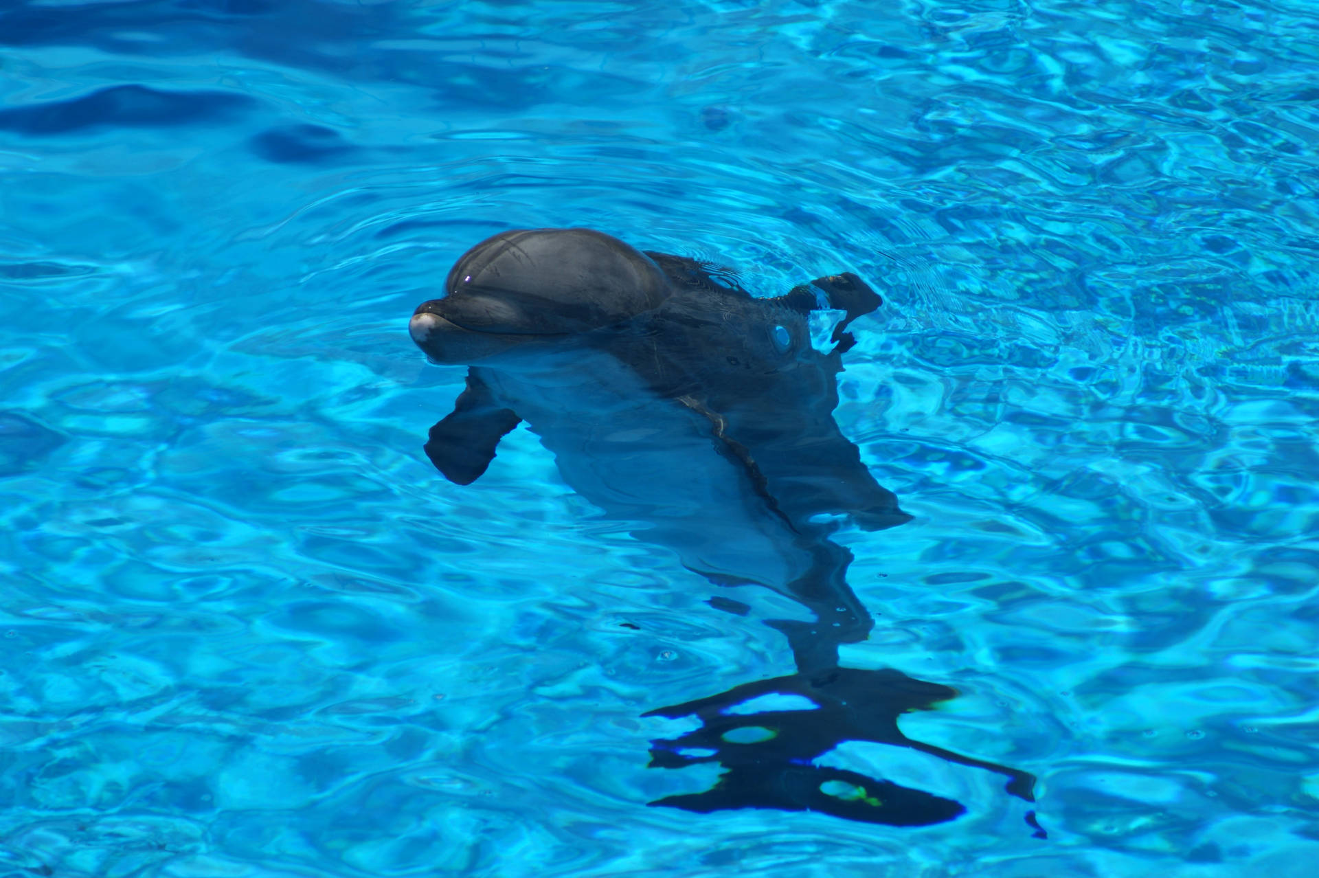 Dolphin 4592X3056 Wallpaper and Background Image
