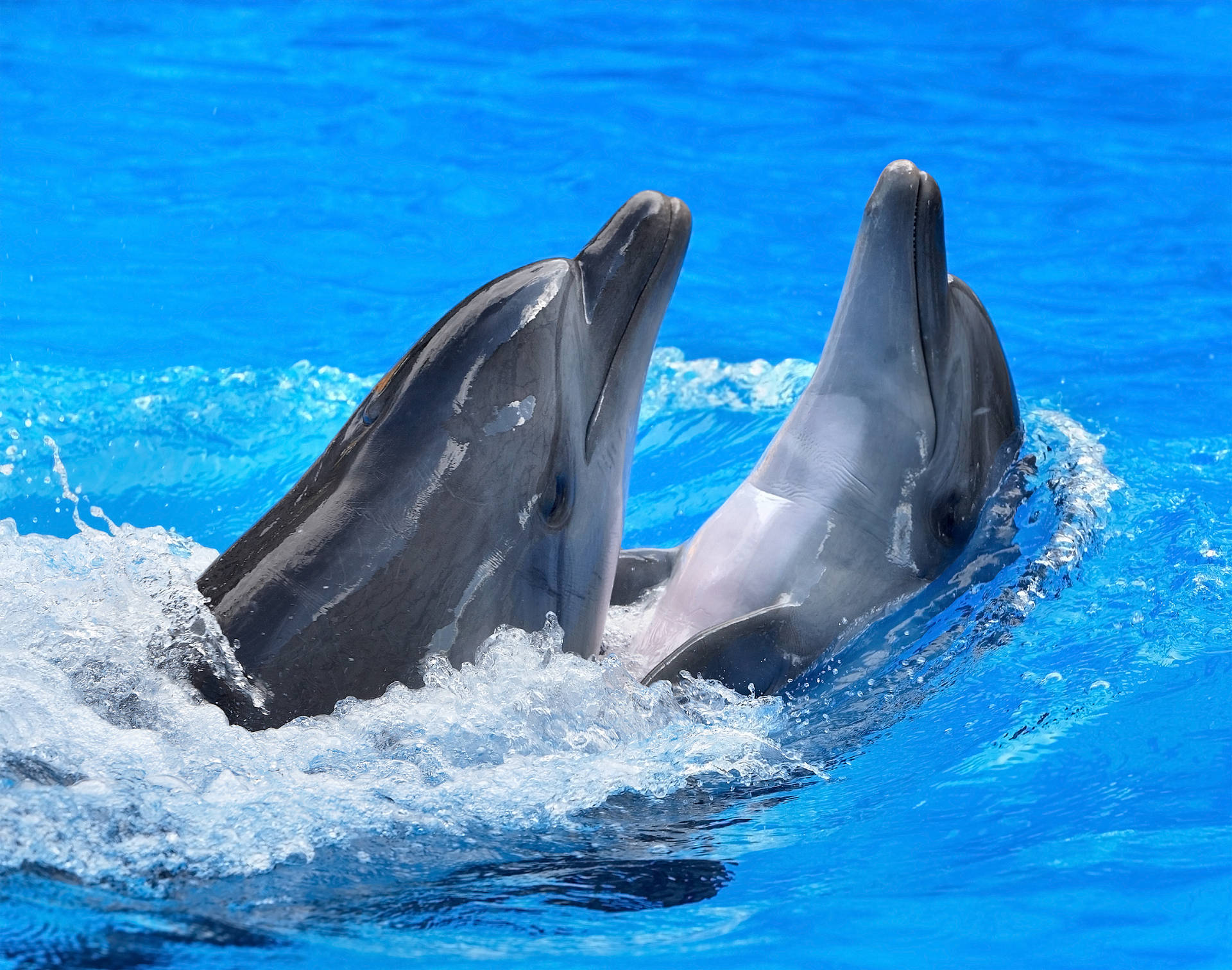 Dolphin 5078X4000 Wallpaper and Background Image