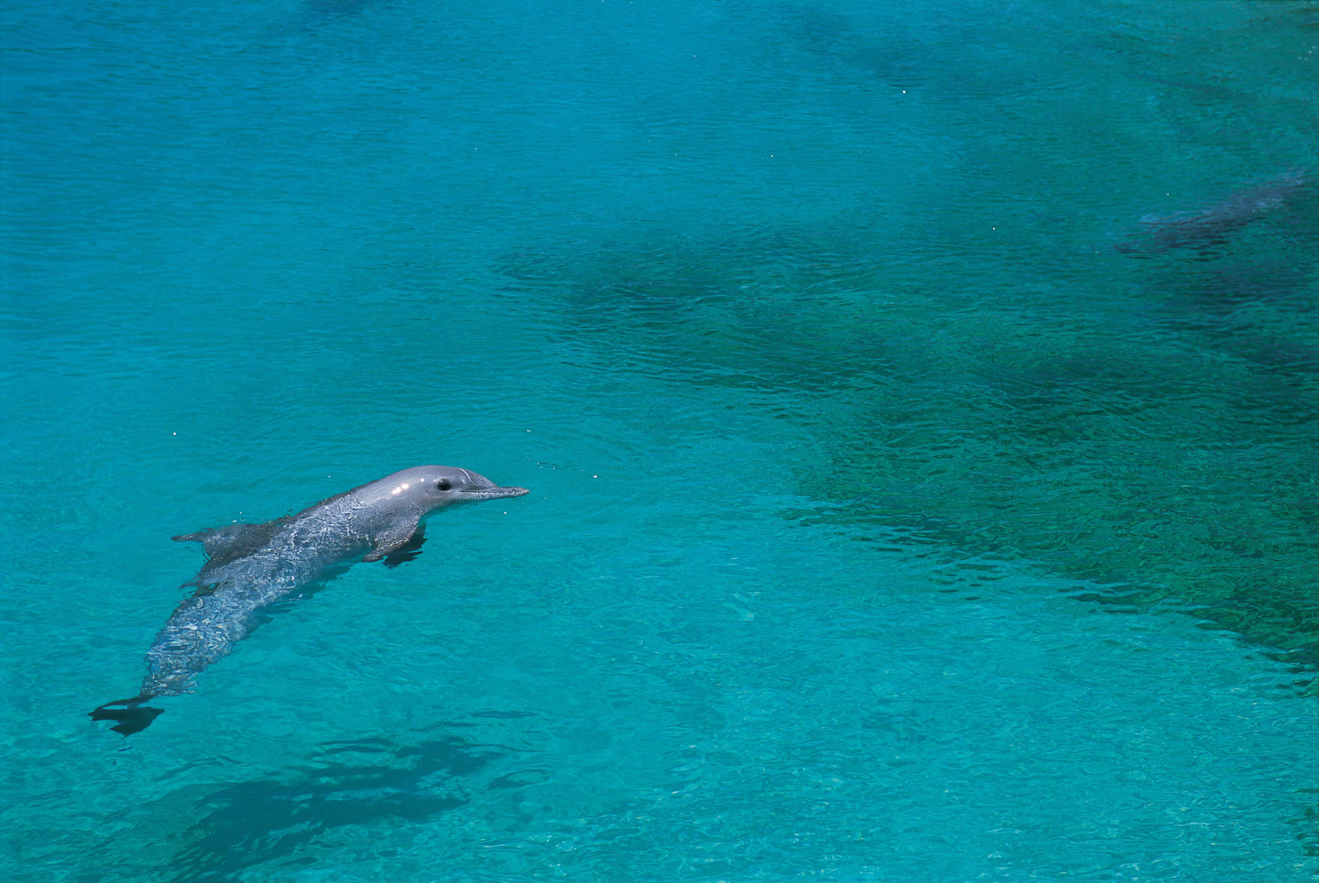 Dolphin 5110X3420 Wallpaper and Background Image