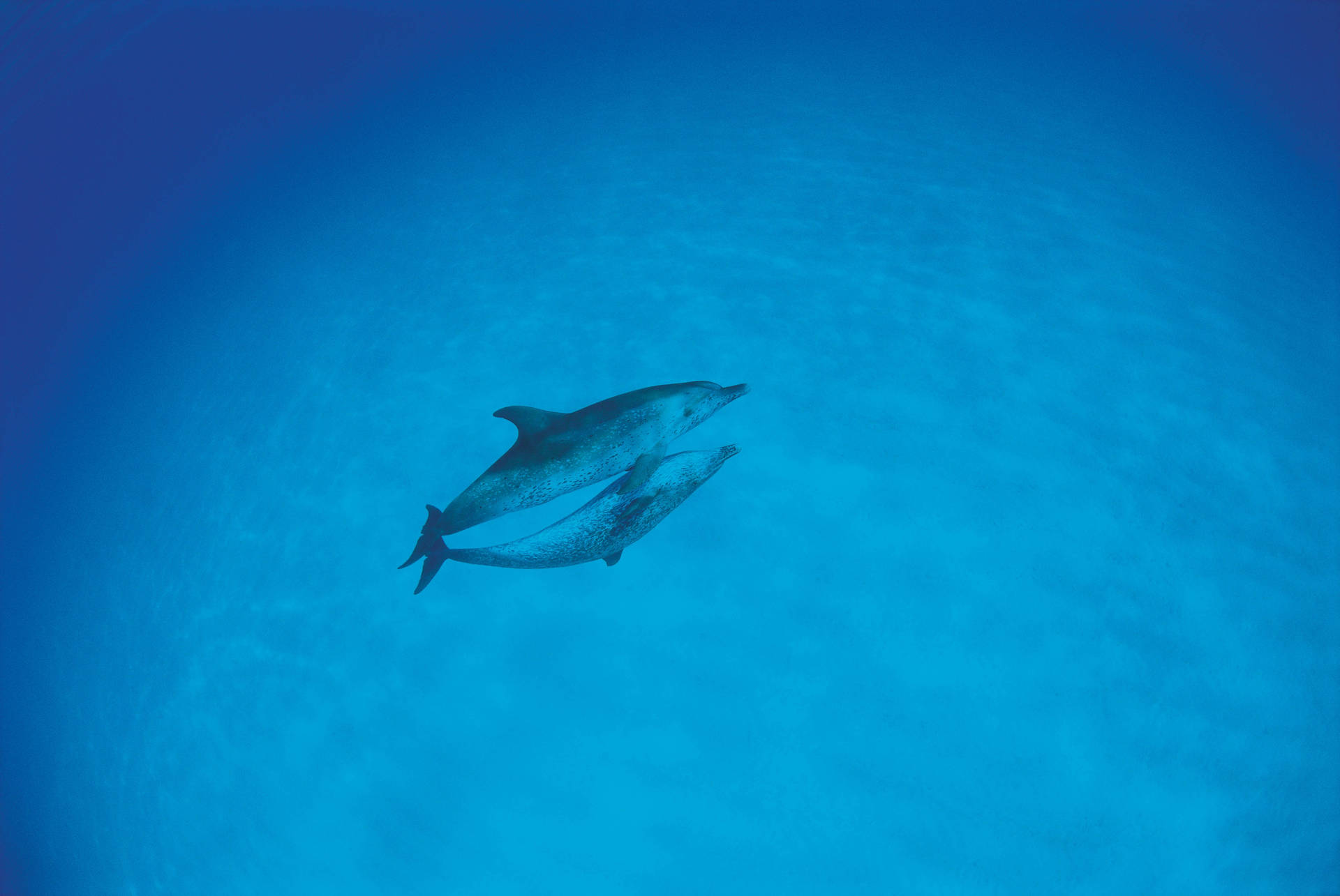 5110X3420 Dolphin Wallpaper and Background