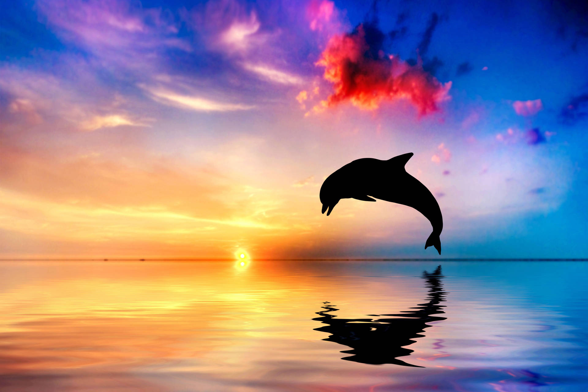 6000X4000 Dolphin Wallpaper and Background