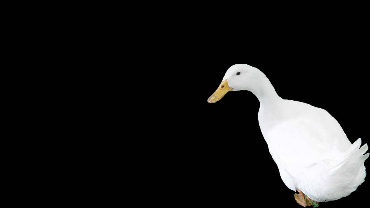 1300X730 Duck Wallpaper and Background