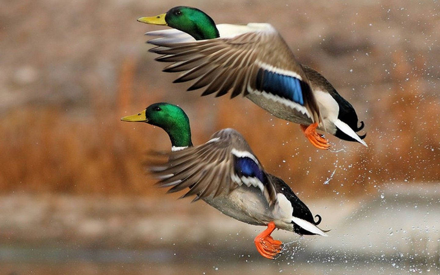 1440X900 Duck Wallpaper and Background