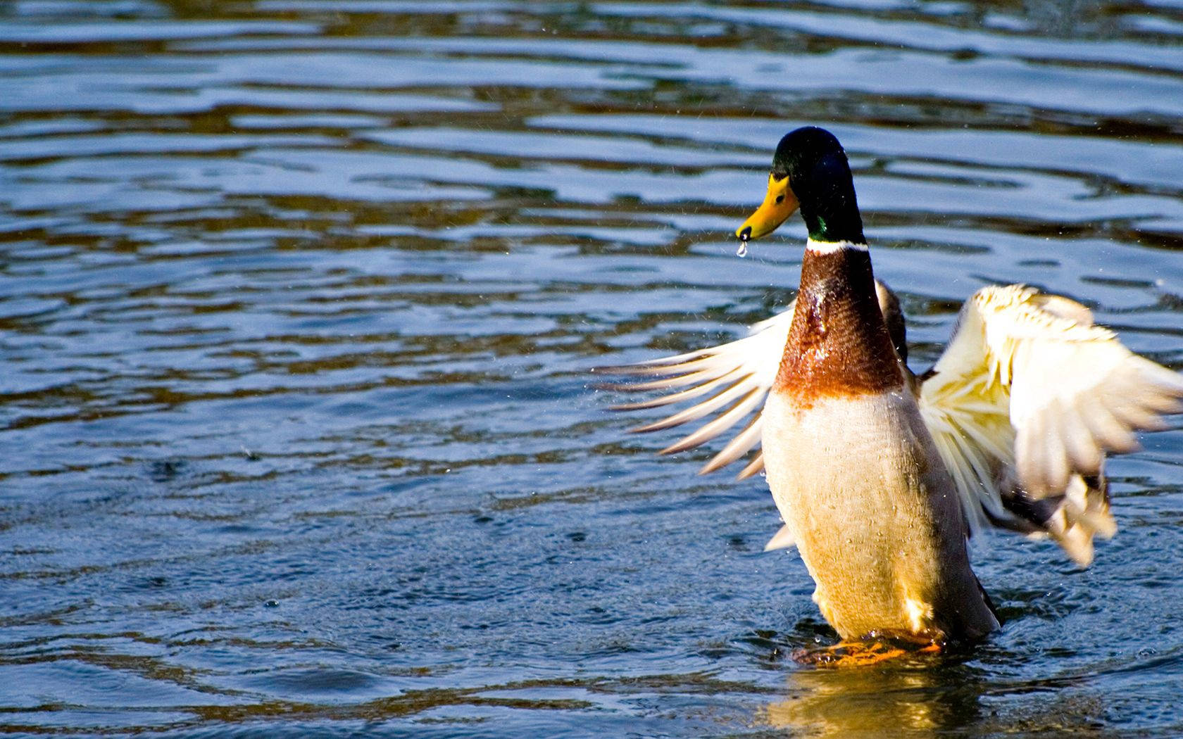 Duck 1680X1050 Wallpaper and Background Image