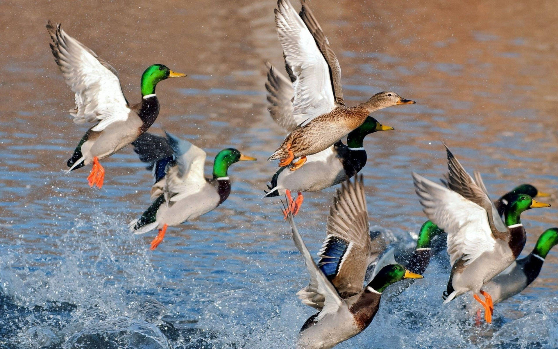 Duck 2560X1600 Wallpaper and Background Image