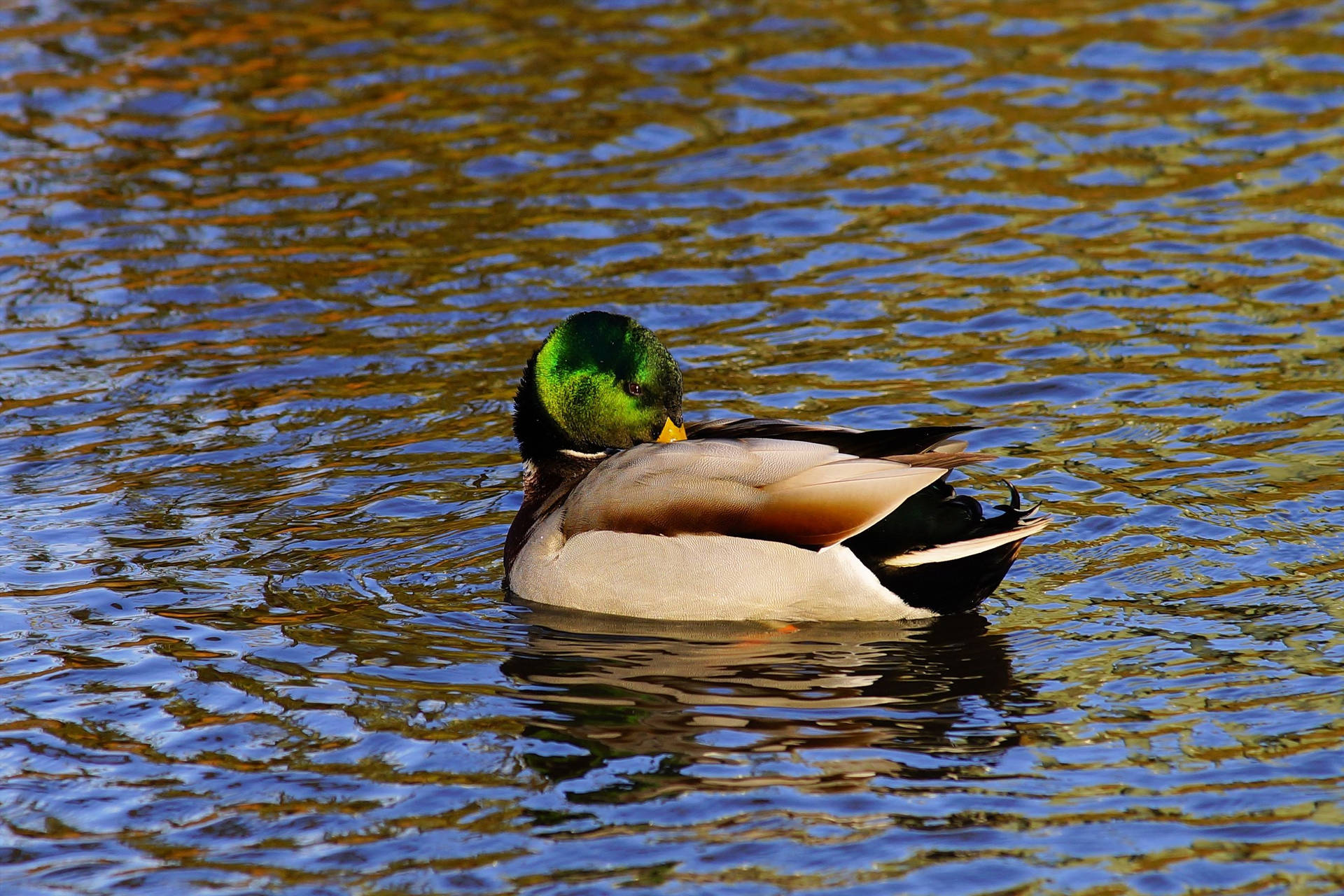 Duck 2640X1760 Wallpaper and Background Image
