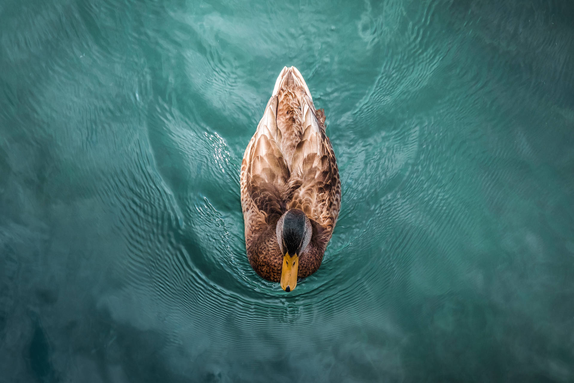 5647X3765 Duck Wallpaper and Background