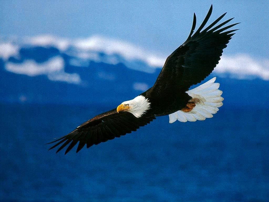 Eagles 1024X768 Wallpaper and Background Image
