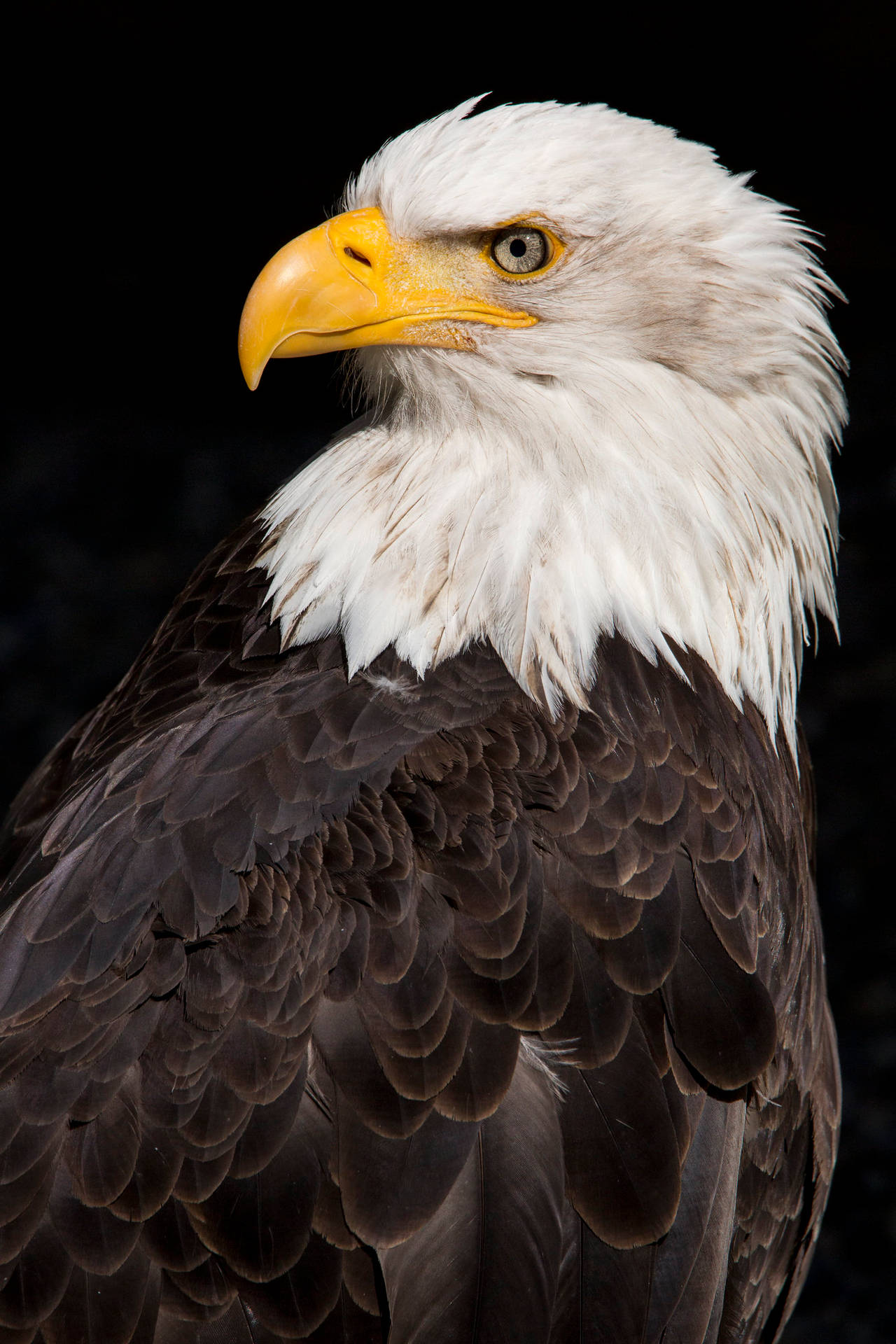 Eagles 1365X2048 Wallpaper and Background Image