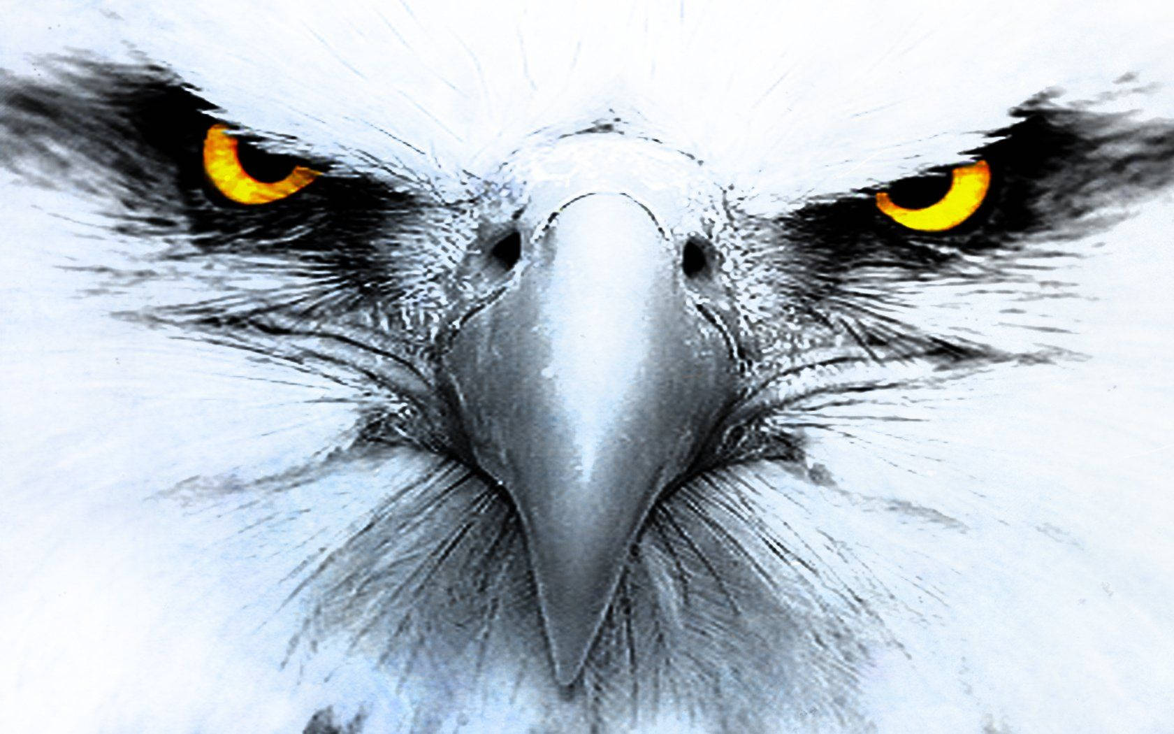 Eagles 1680X1050 Wallpaper and Background Image