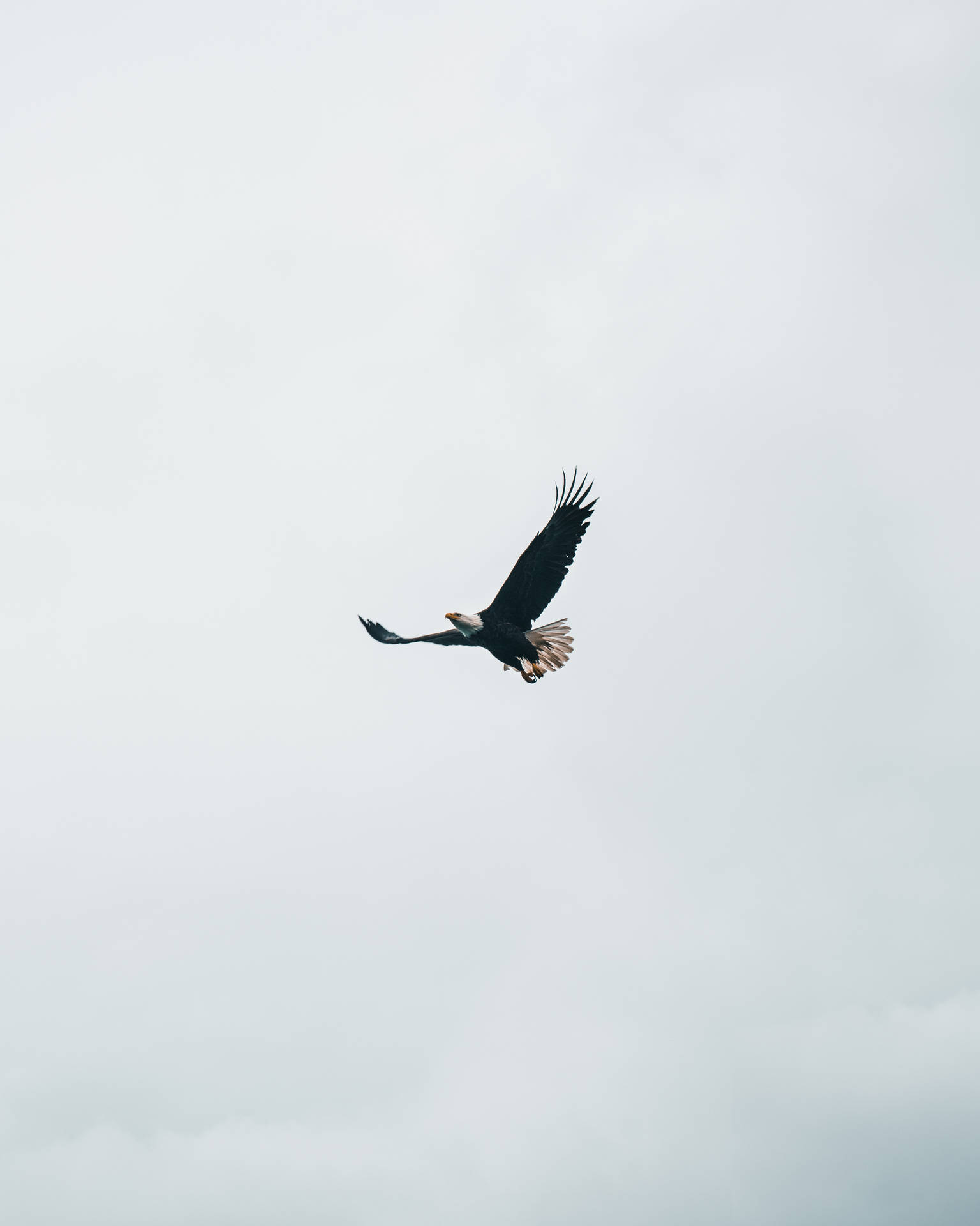 Eagles 3568X4460 Wallpaper and Background Image