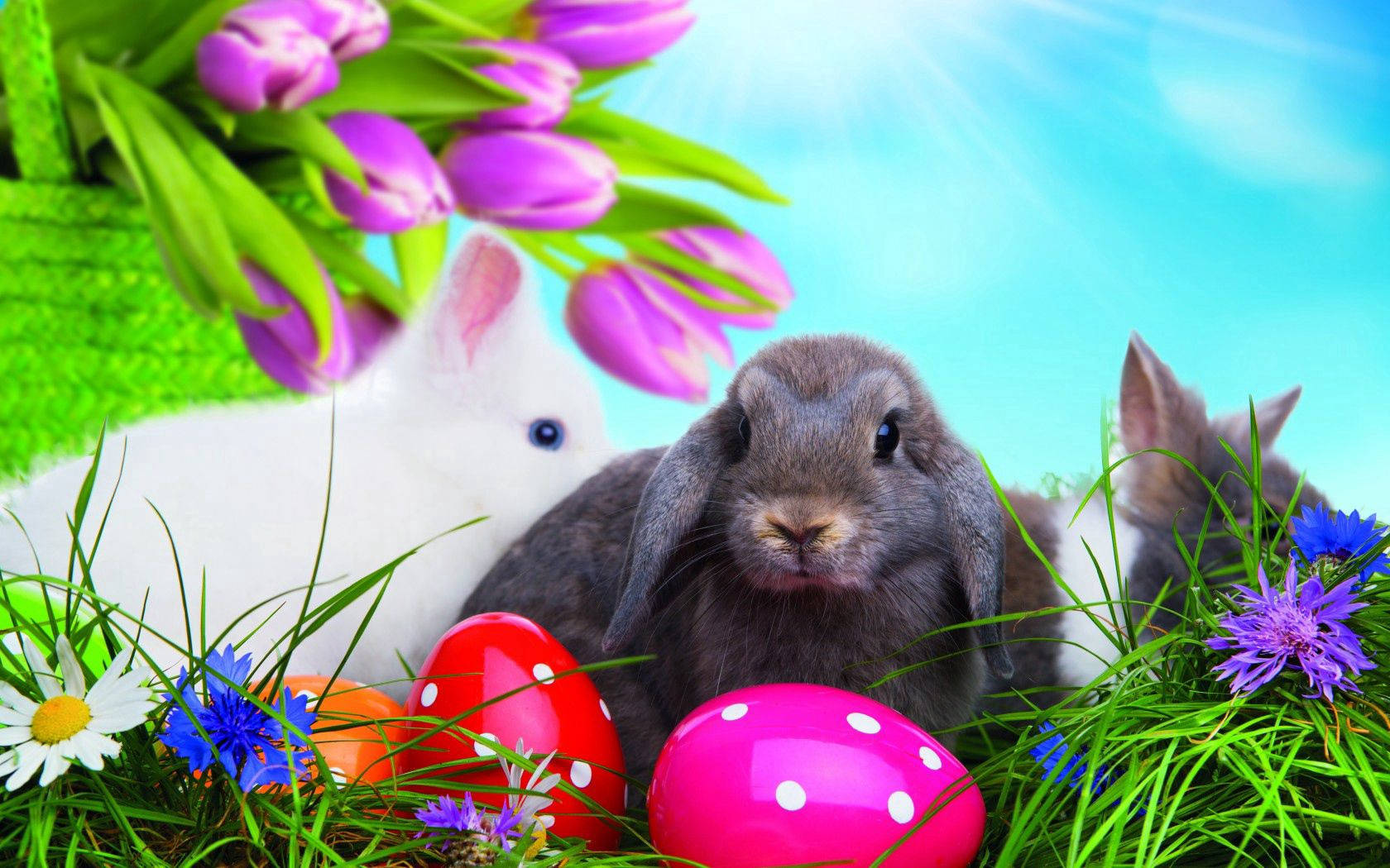 1680X1050 Easter Wallpaper and Background