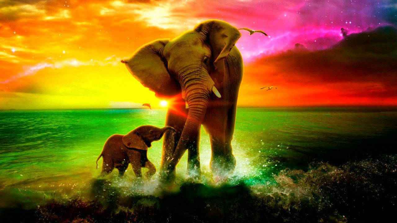 Elephant 1280X720 Wallpaper and Background Image