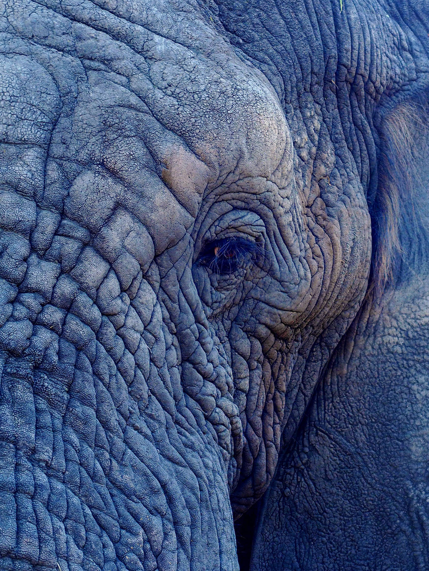 Elephant 1747X2328 Wallpaper and Background Image