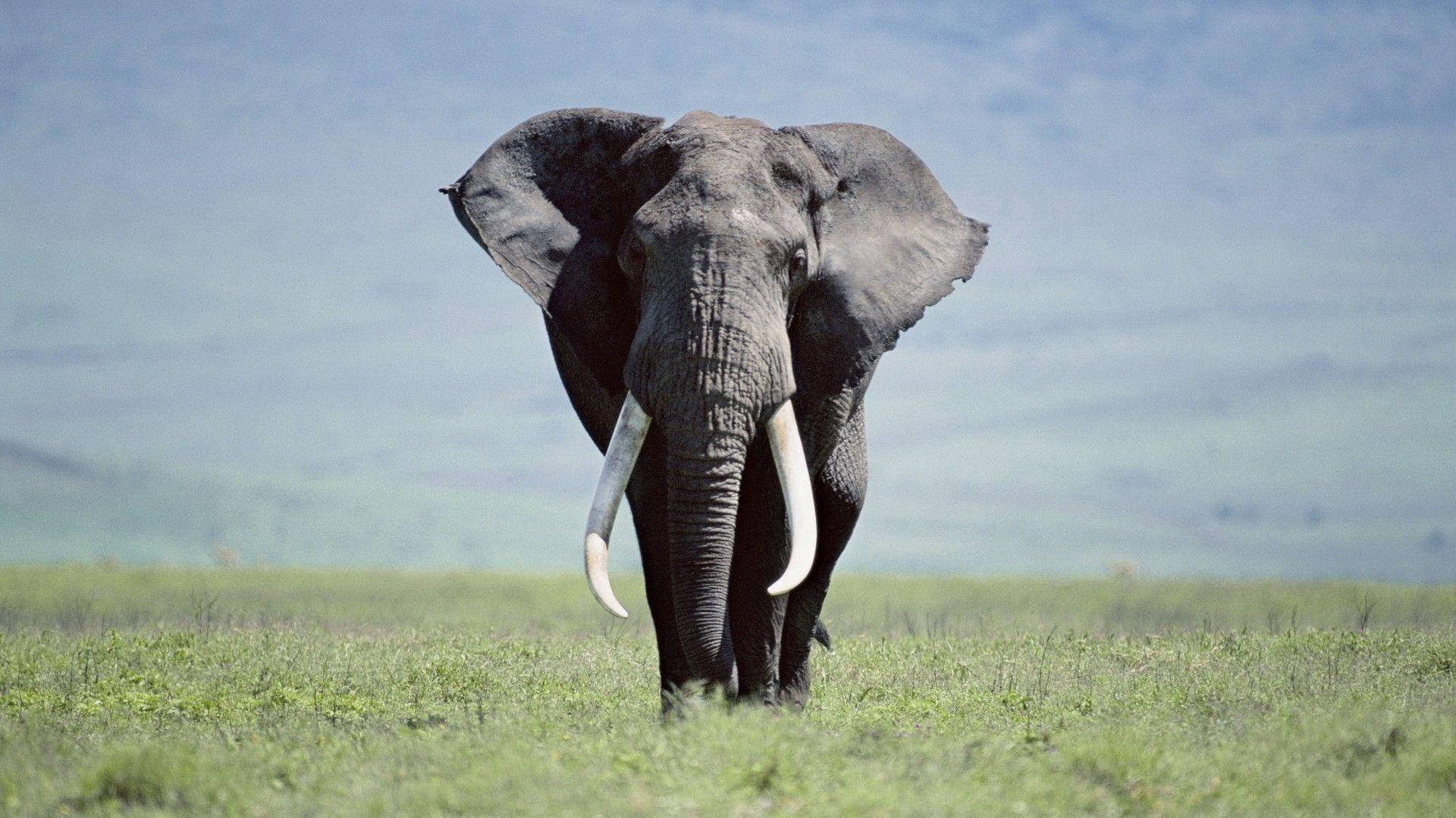 1920X1080 Elephant Wallpaper and Background