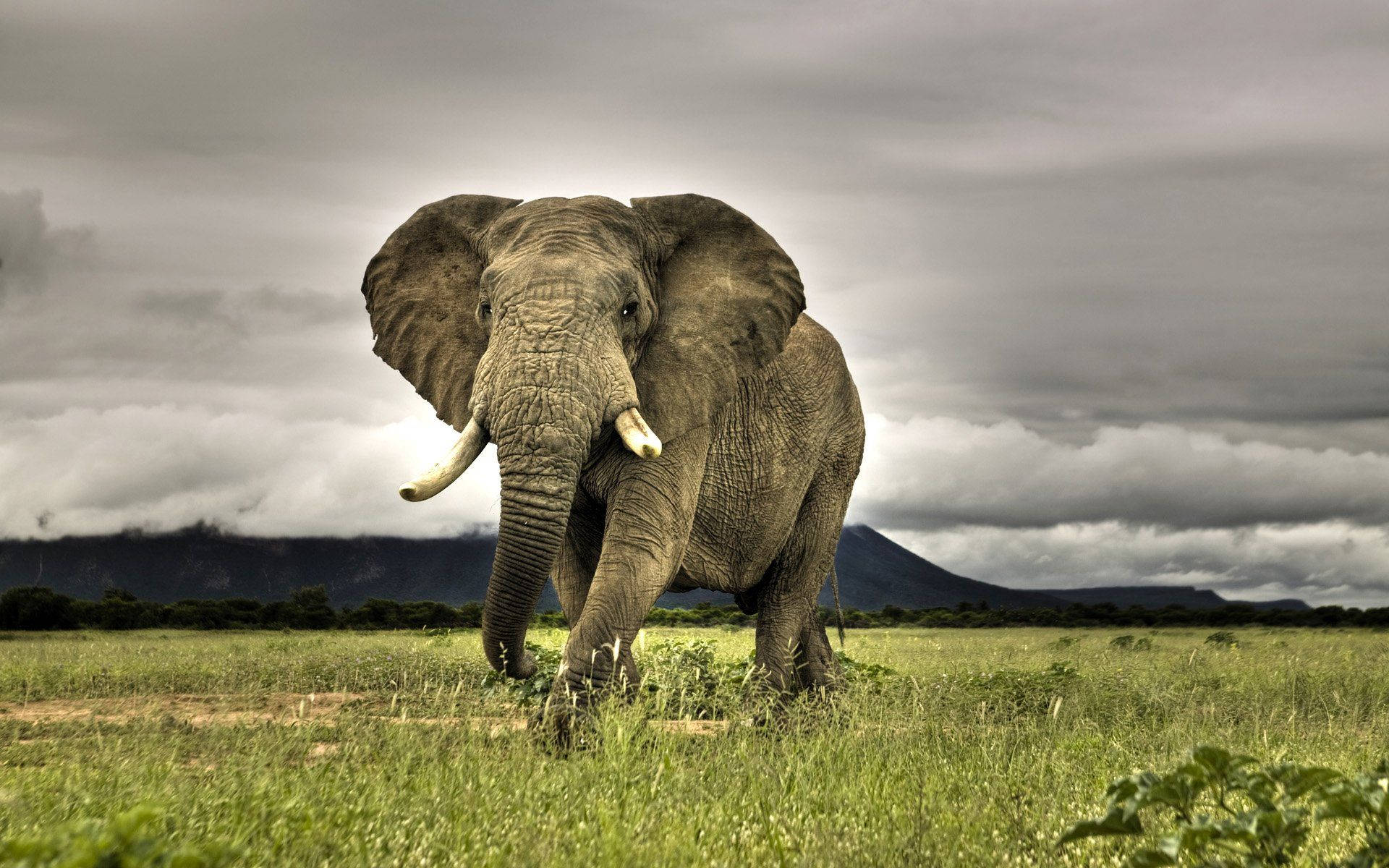 Elephant 1920X1200 Wallpaper and Background Image