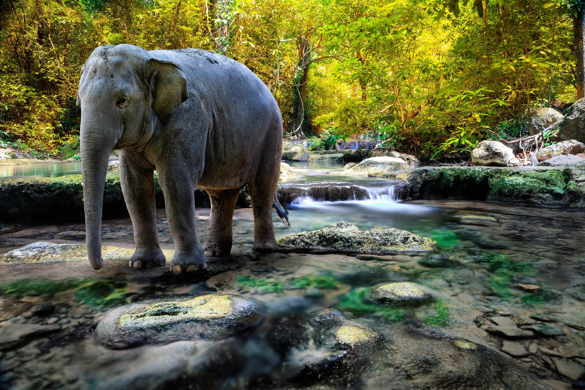Elephant 2048X1365 Wallpaper and Background Image