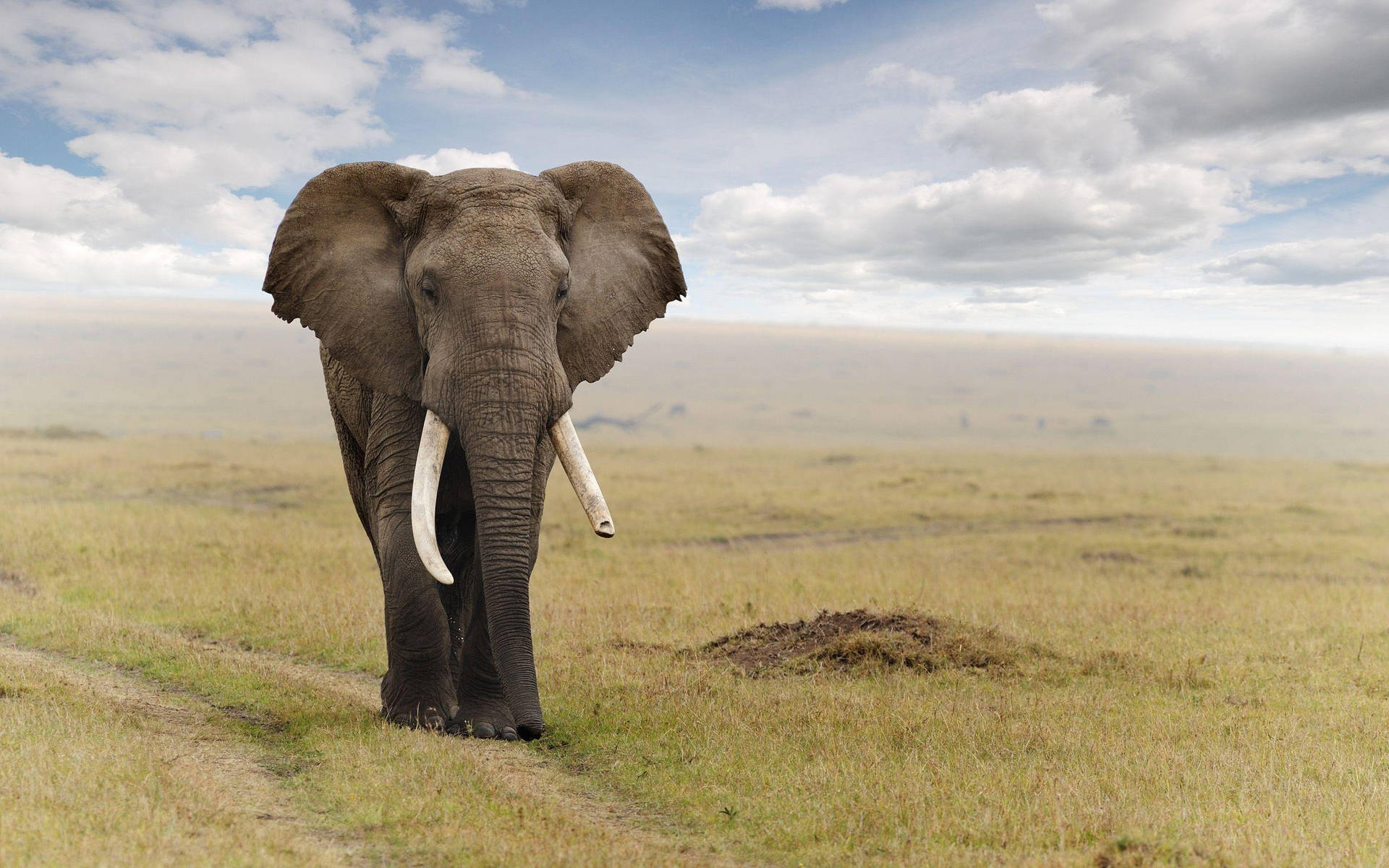 Elephant 2560X1600 Wallpaper and Background Image