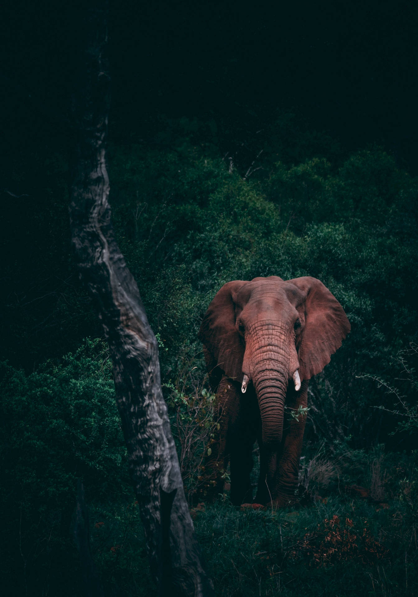 2720X3886 Elephant Wallpaper and Background