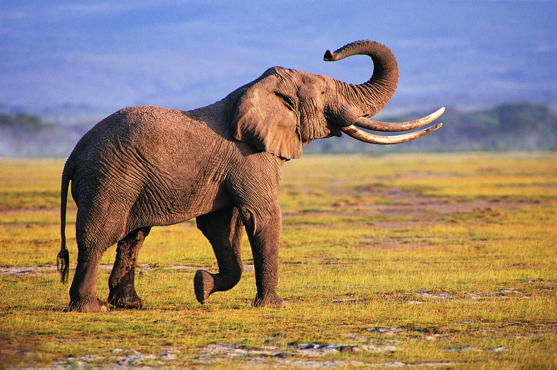 2825X1877 Elephant Wallpaper and Background