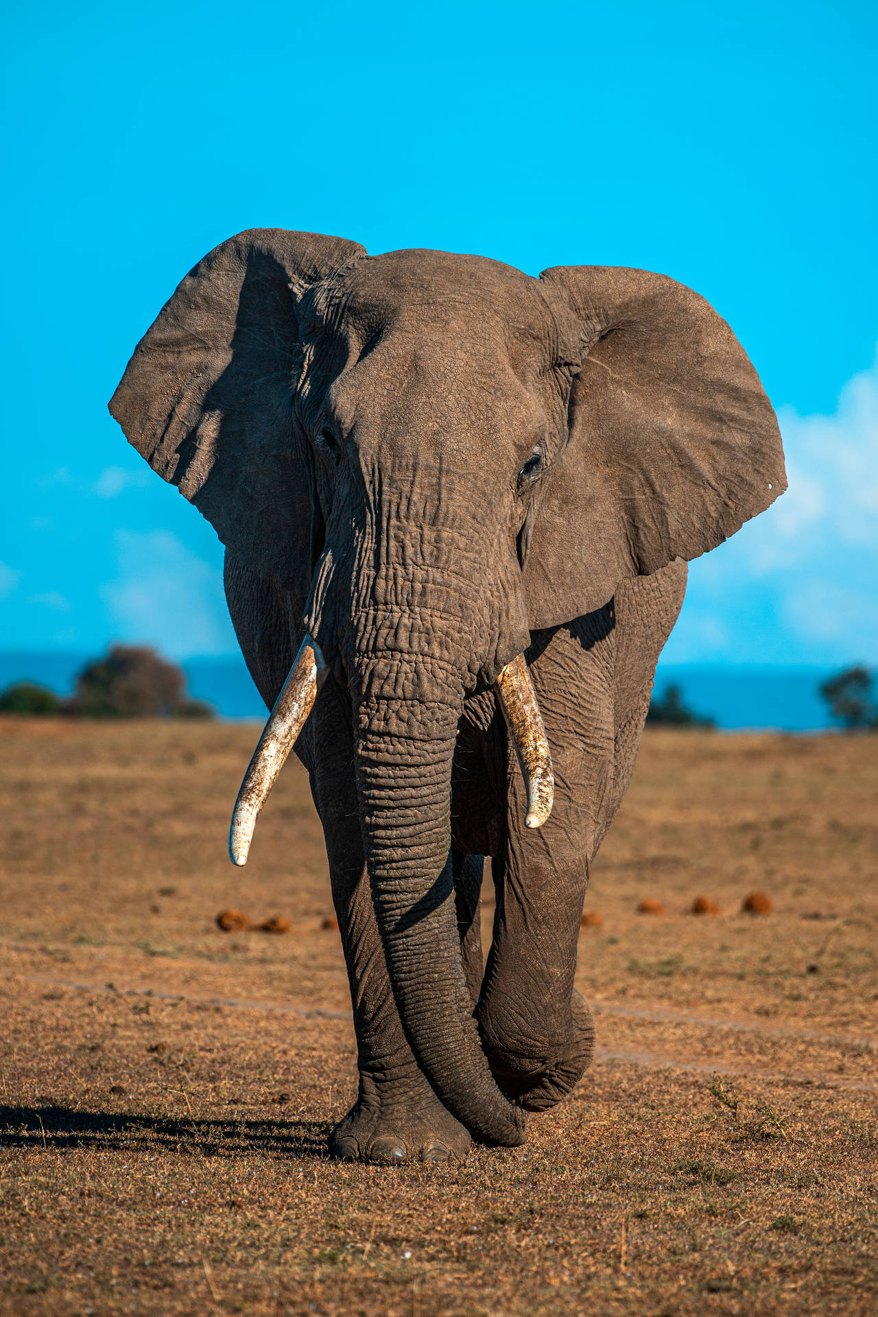 3712X5568 Elephant Wallpaper and Background