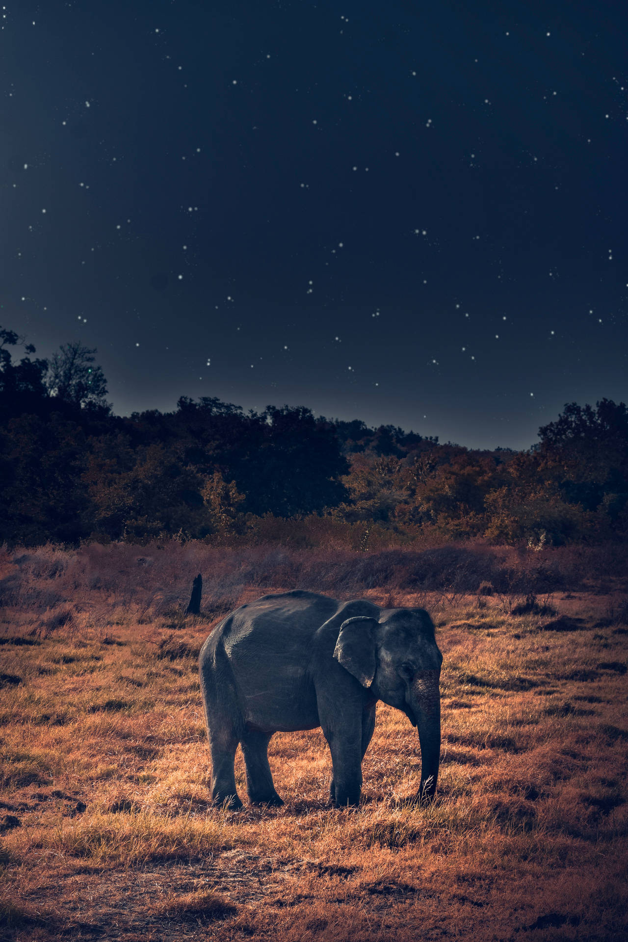 4000X6000 Elephant Wallpaper and Background