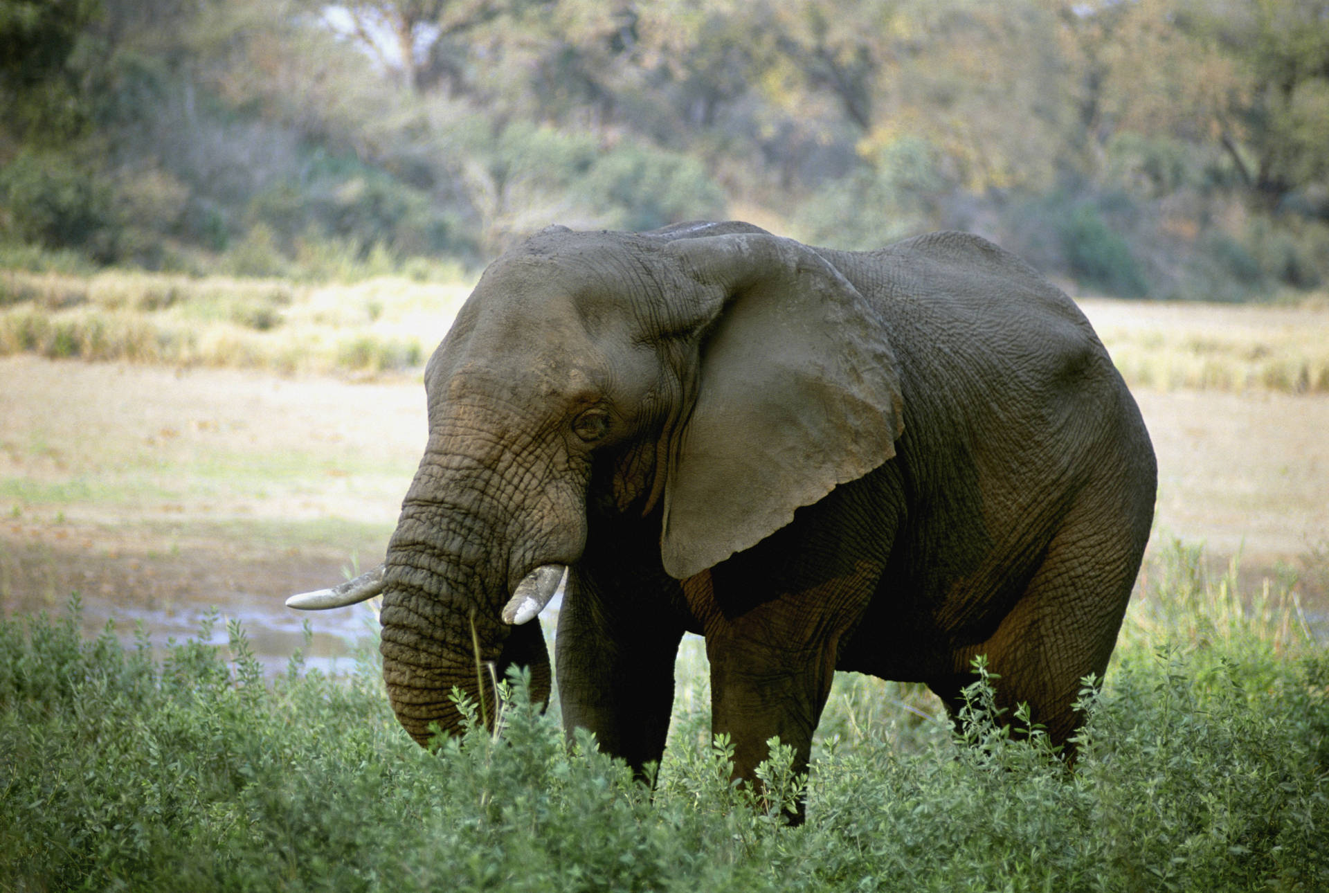 Elephant 4997X3358 Wallpaper and Background Image