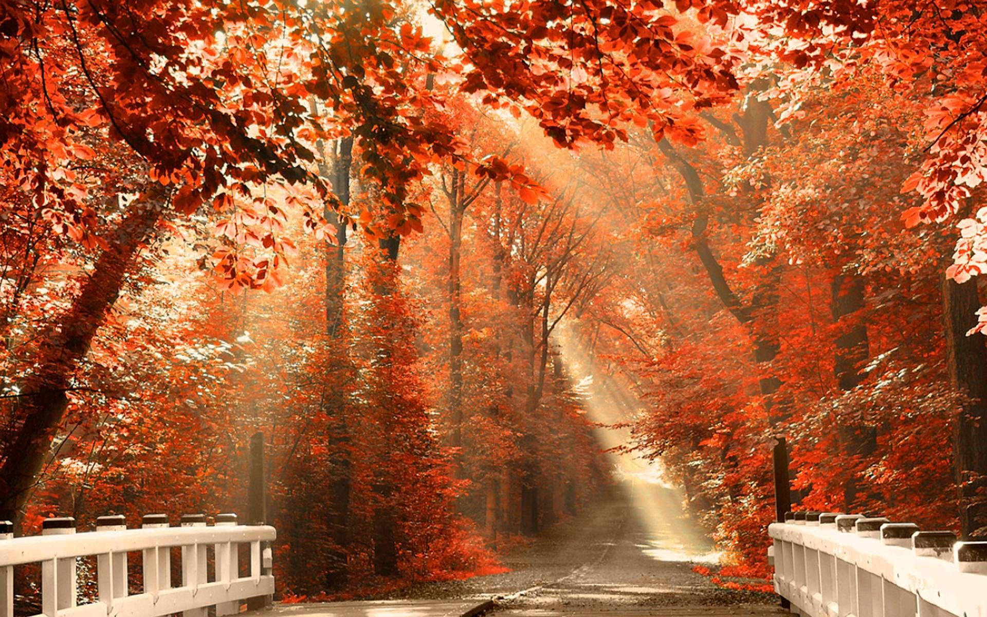 1920X1200 Fall Wallpaper and Background