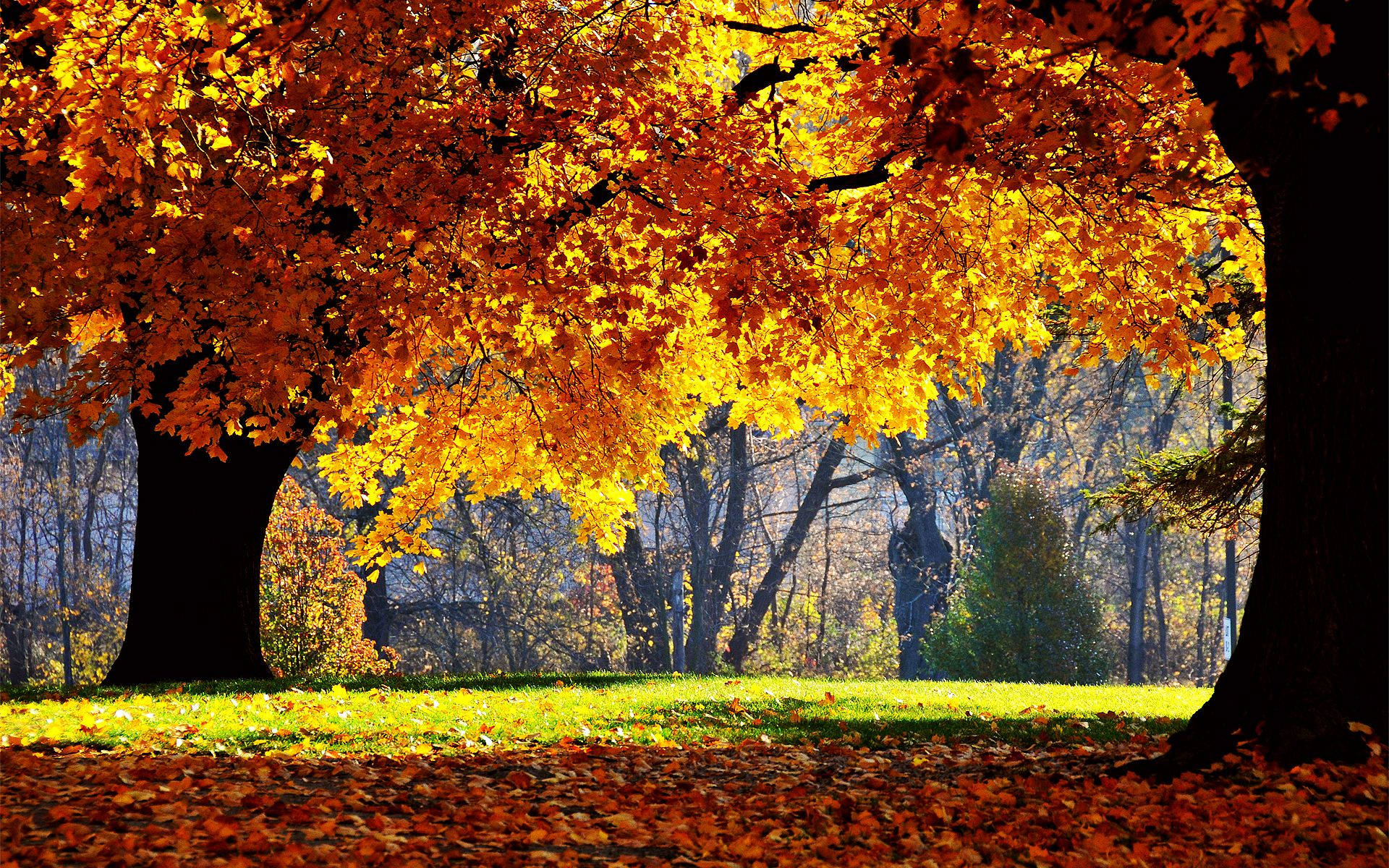 1920X1200 Fall Wallpaper and Background