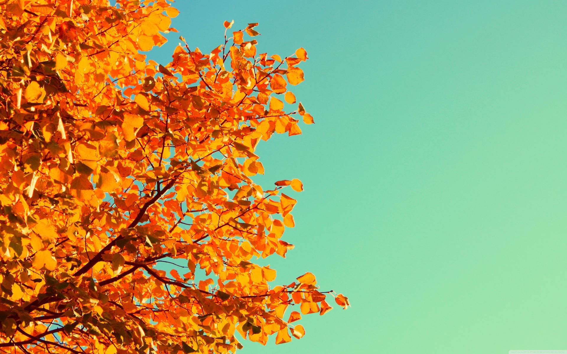 Fall 3840X2400 Wallpaper and Background Image