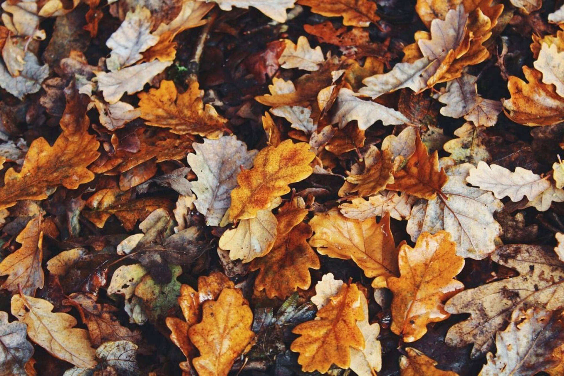 Fall Aesthetic 2000X1333 Wallpaper and Background Image