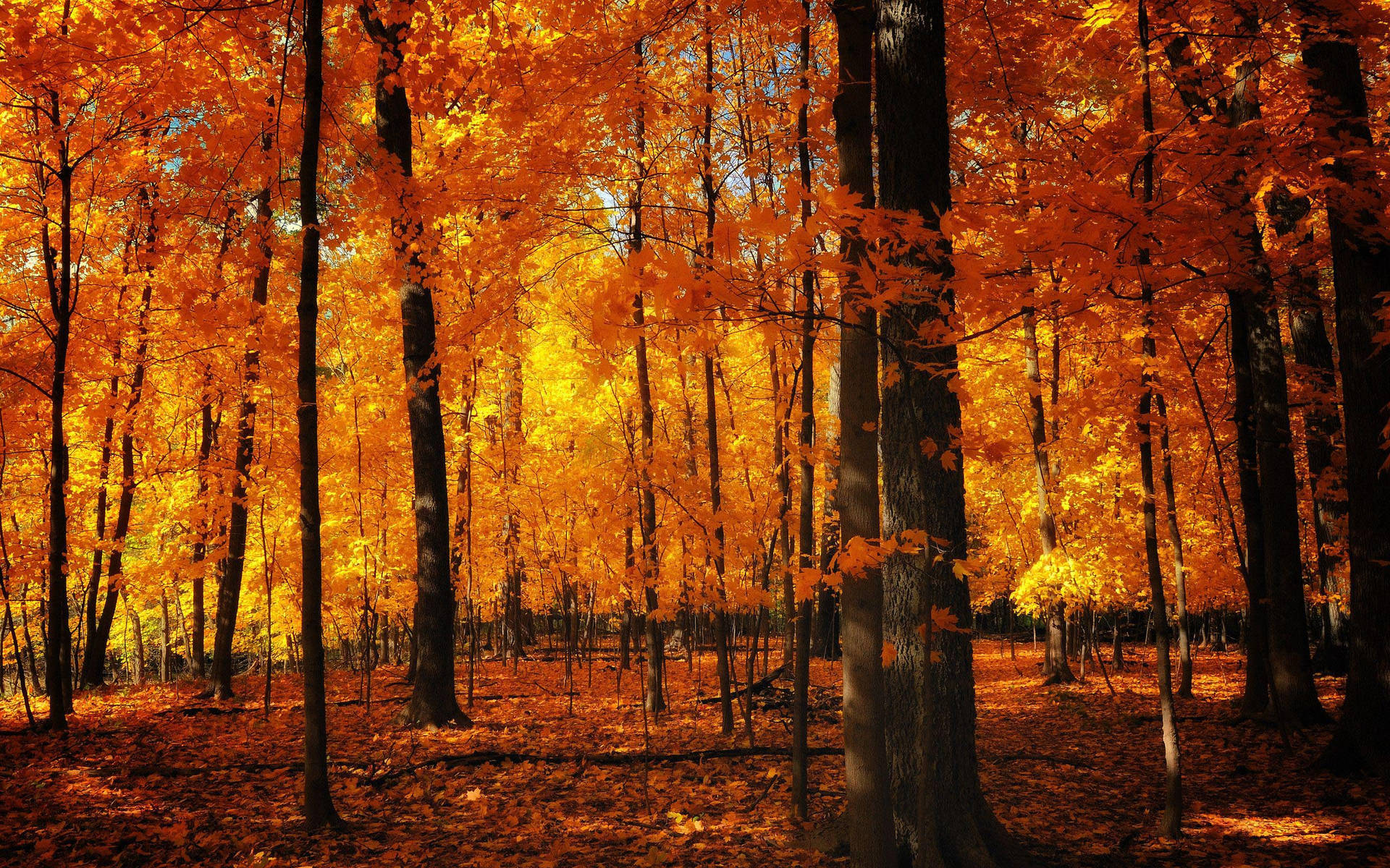 Fall Aesthetic 2560X1600 Wallpaper and Background Image