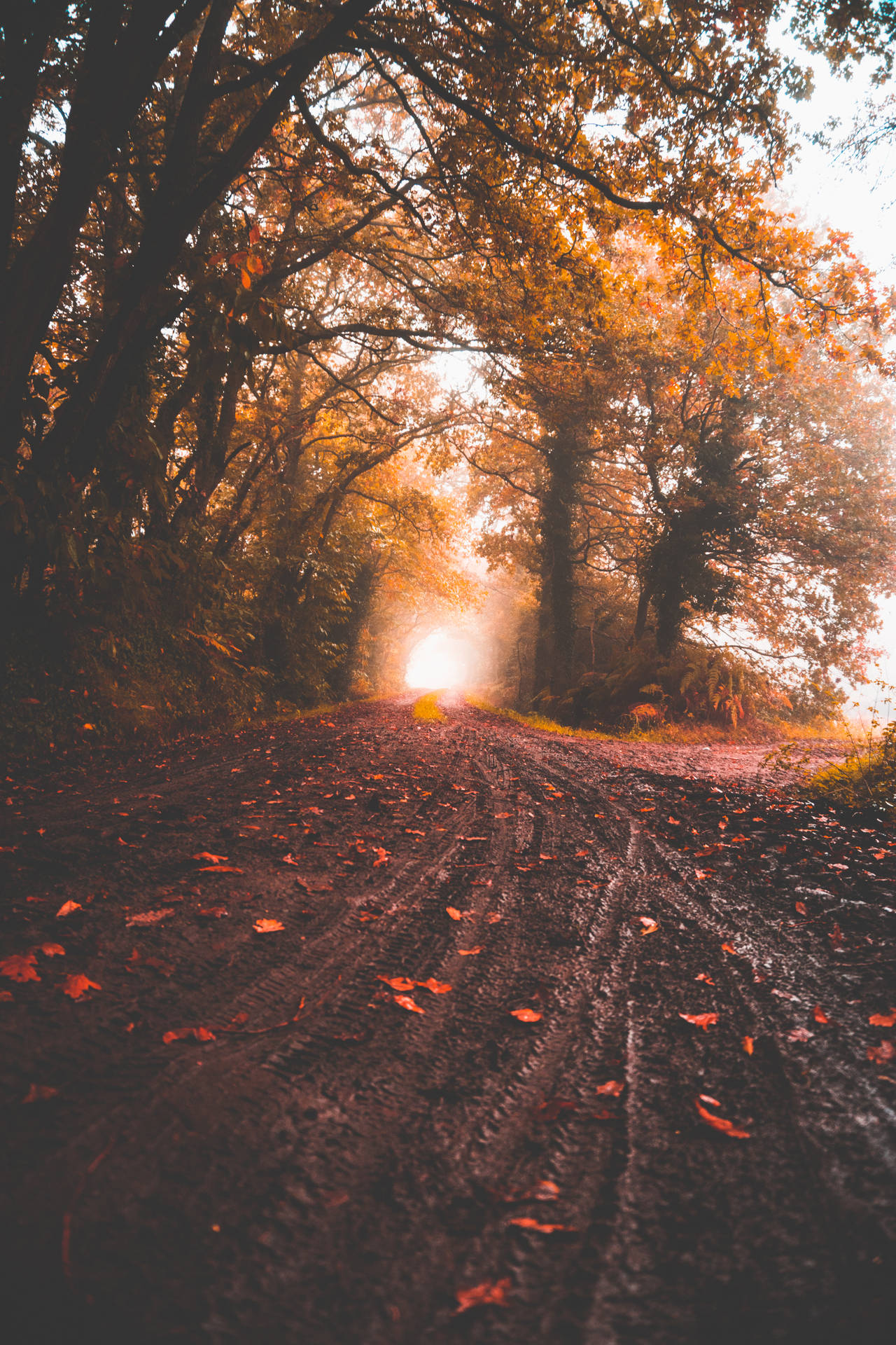 Fall Aesthetic 4000X6000 Wallpaper and Background Image