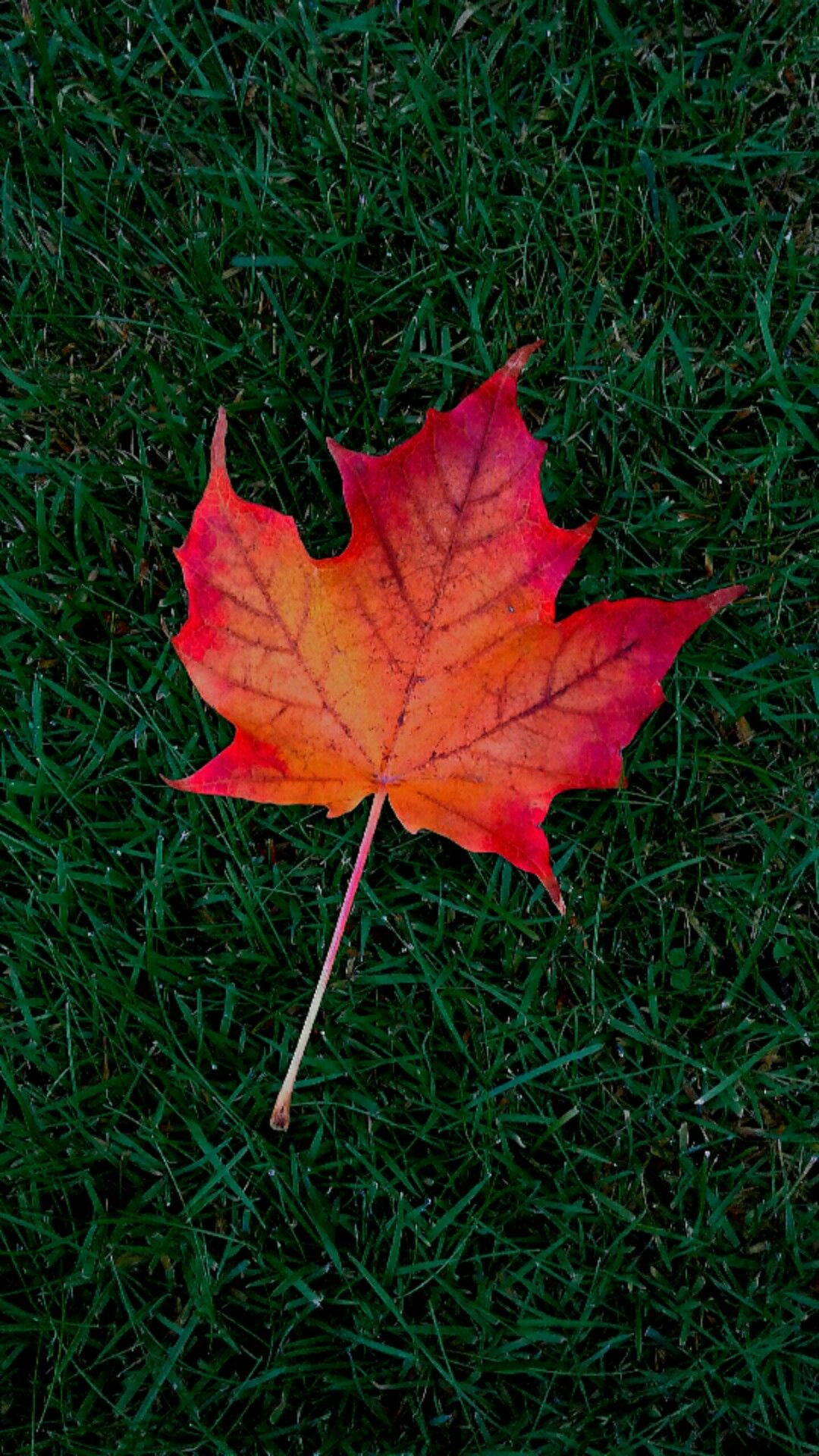 Fall Iphone 1080X1920 Wallpaper and Background Image