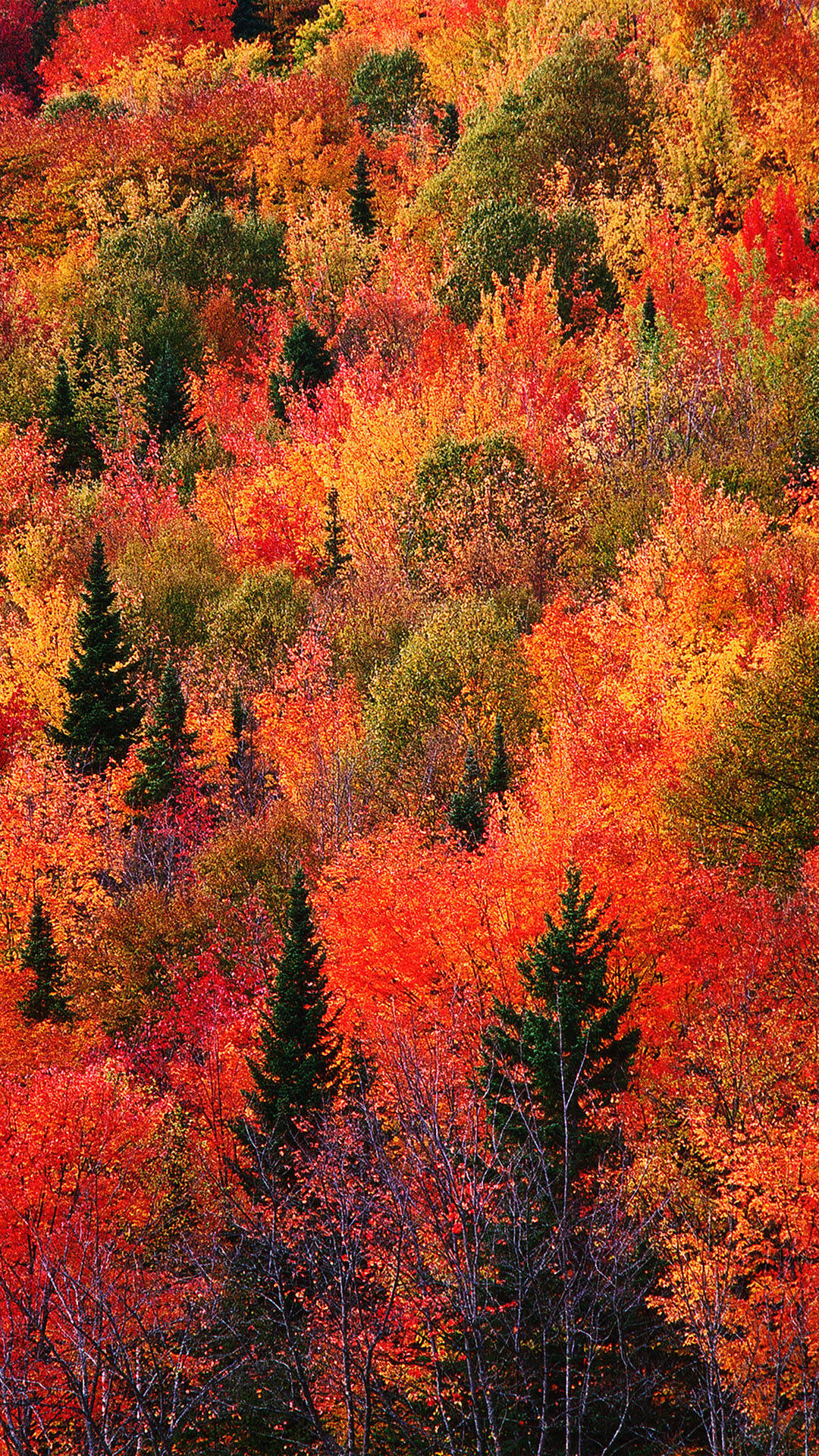 Fall Iphone Wallpapers