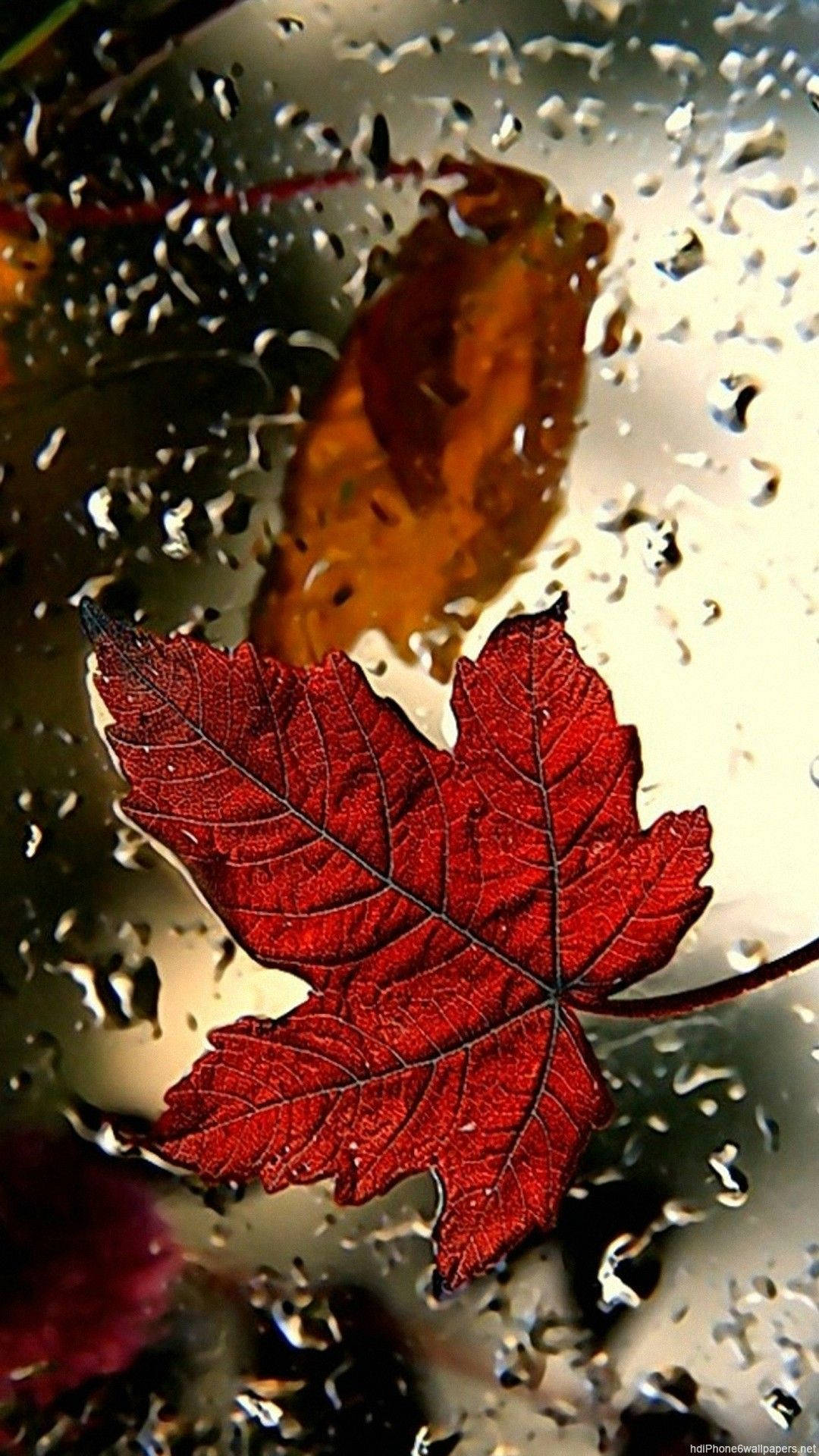 1080X1920 Fall Iphone Wallpaper and Background