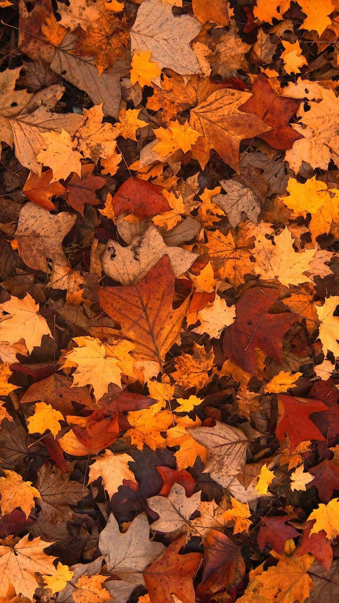 Fall Iphone 1080X1920 Wallpaper and Background Image