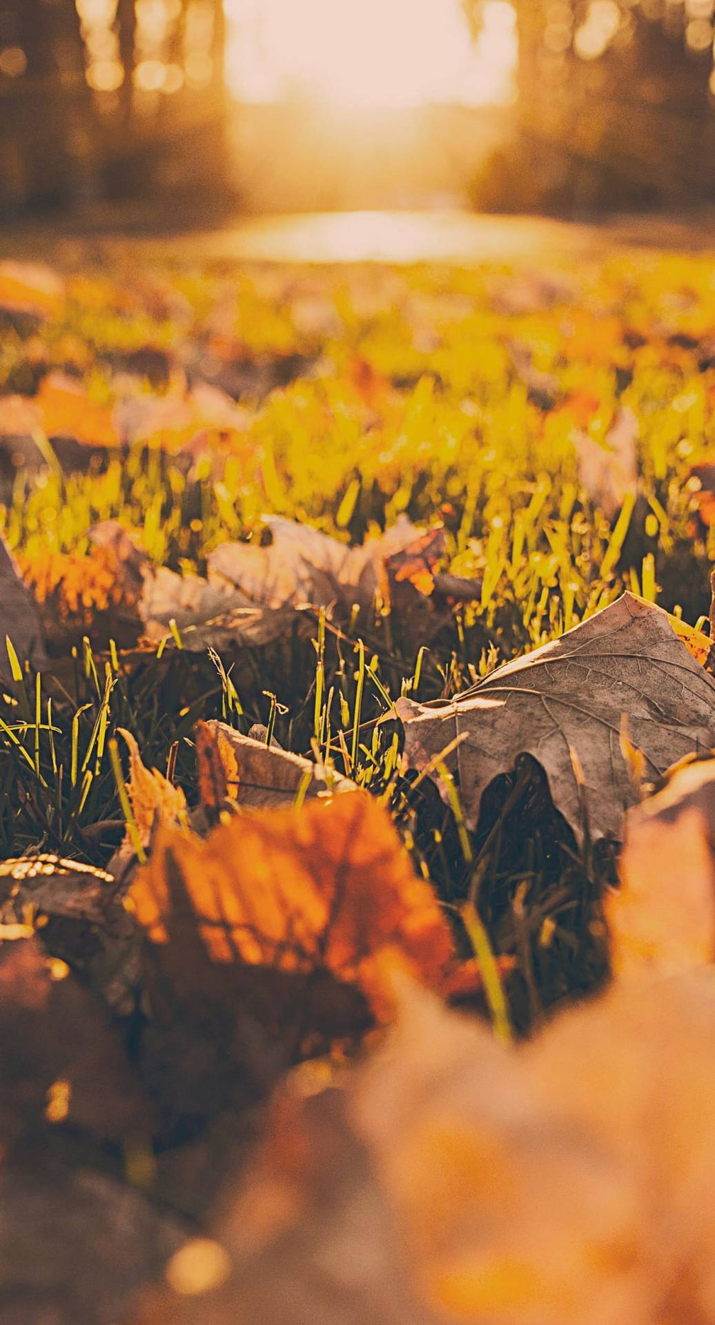 Fall Iphone 1105X2048 Wallpaper and Background Image