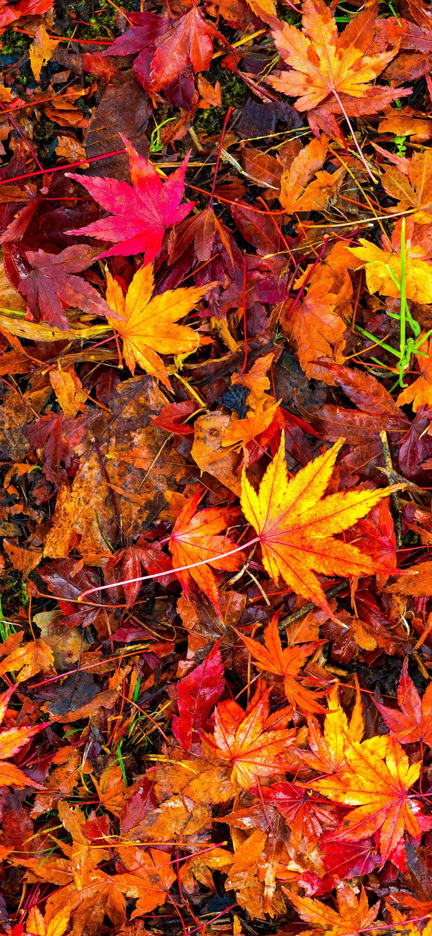 Fall Iphone 1242X2688 Wallpaper and Background Image