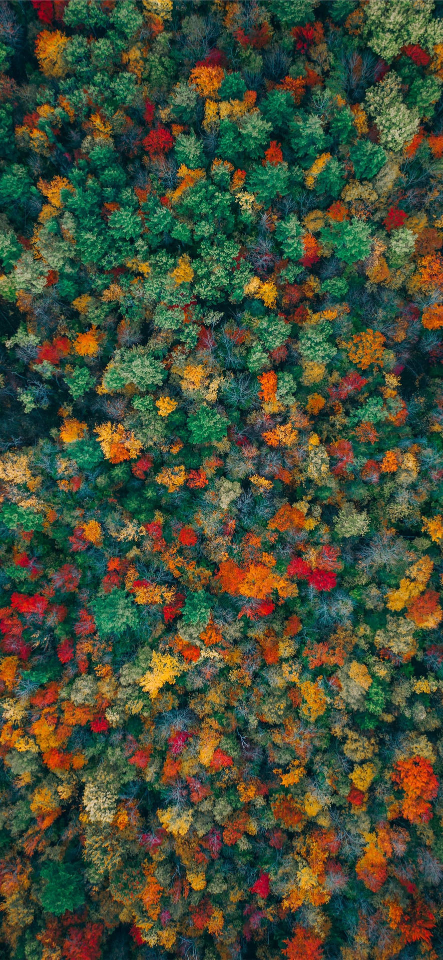 1284X2778 Fall Iphone Wallpaper and Background