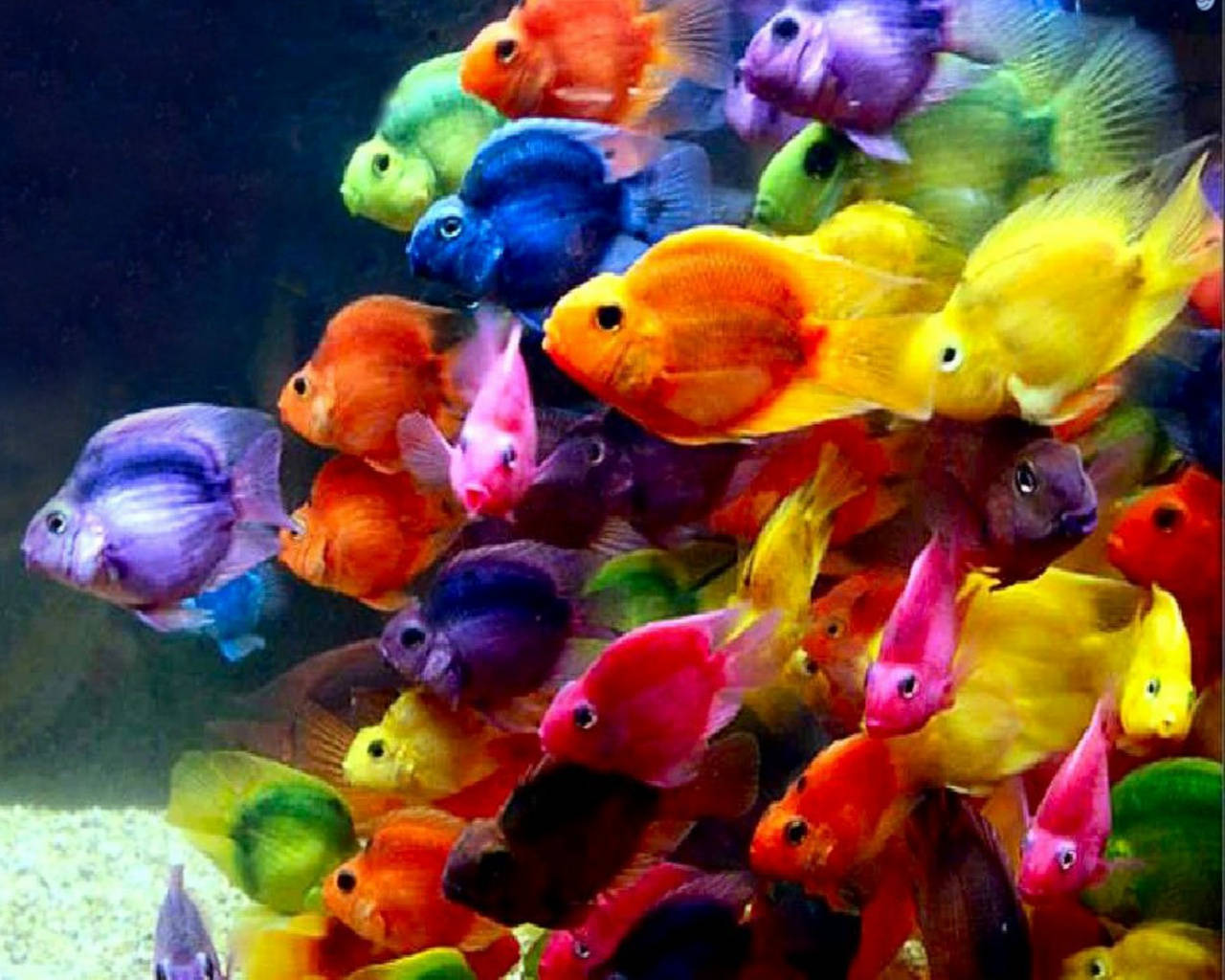 1280X1024 Fish Wallpaper and Background