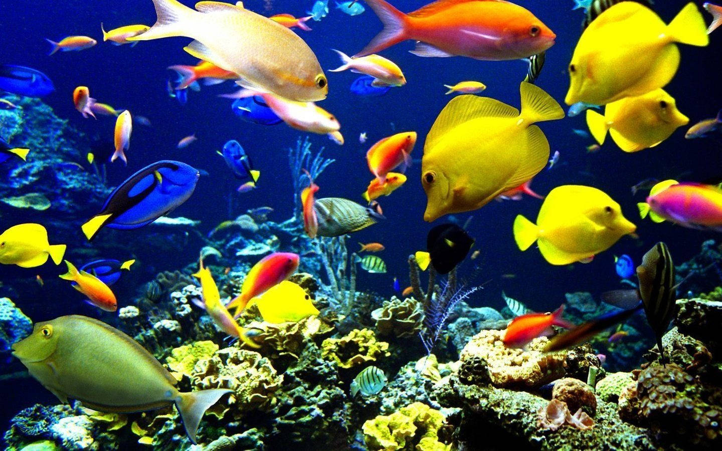 1440X900 Fish Wallpaper and Background
