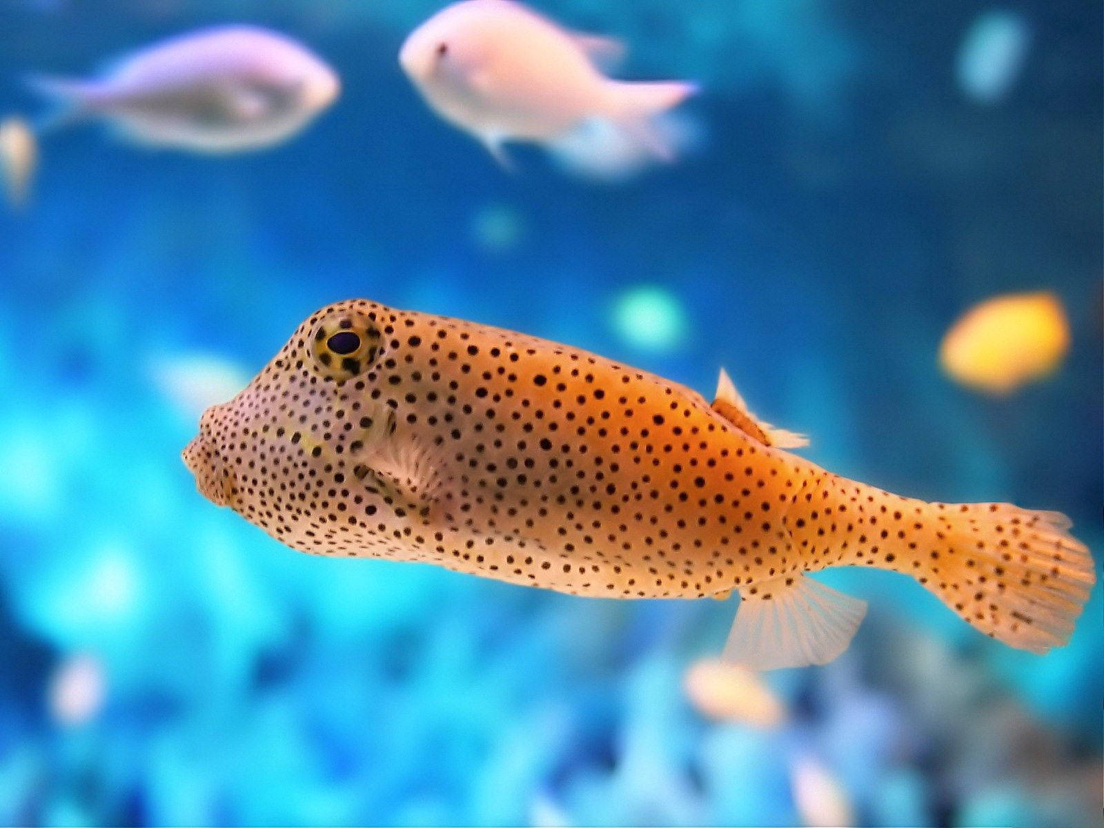 1600X1200 Fish Wallpaper and Background