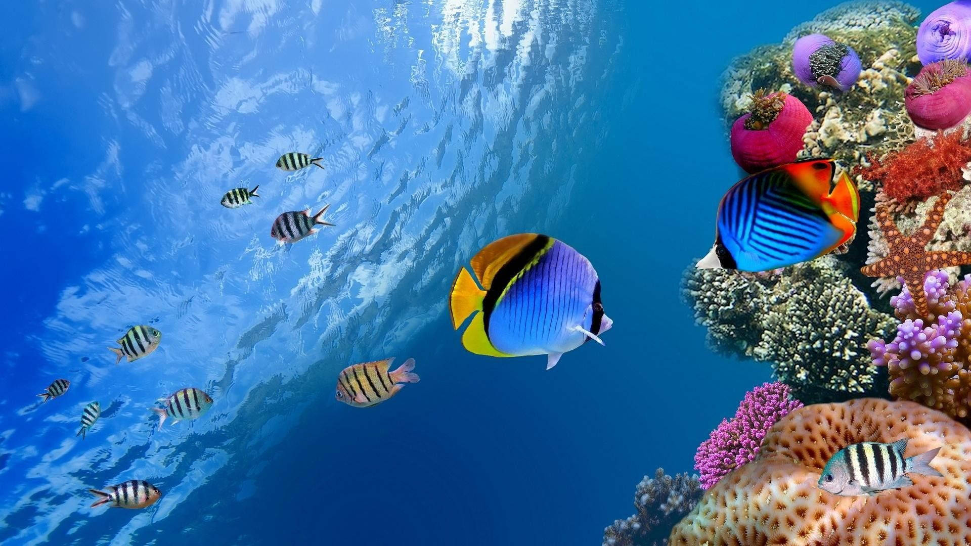 1920X1080 Fish Wallpaper and Background