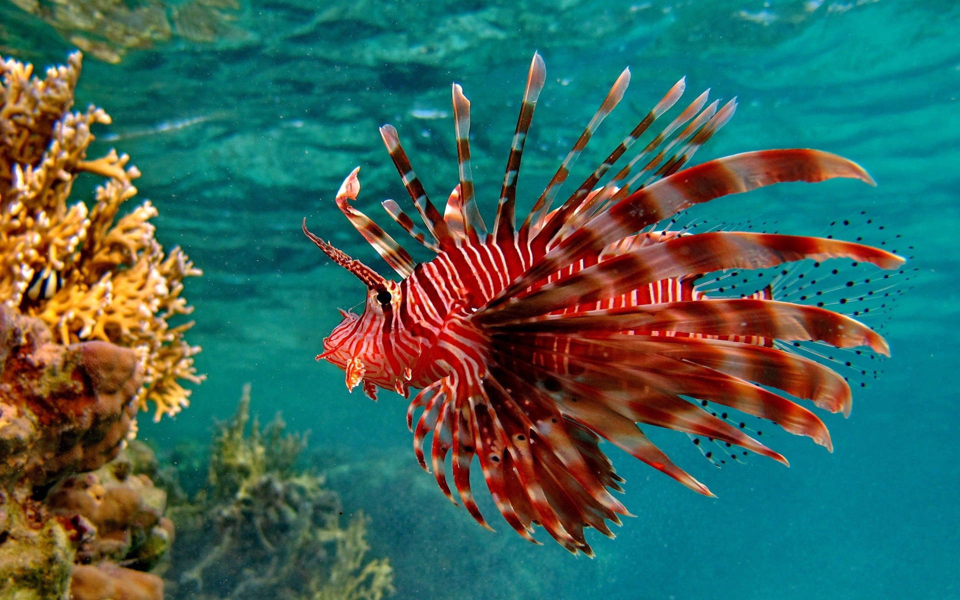 Fish 2560X1600 Wallpaper and Background Image